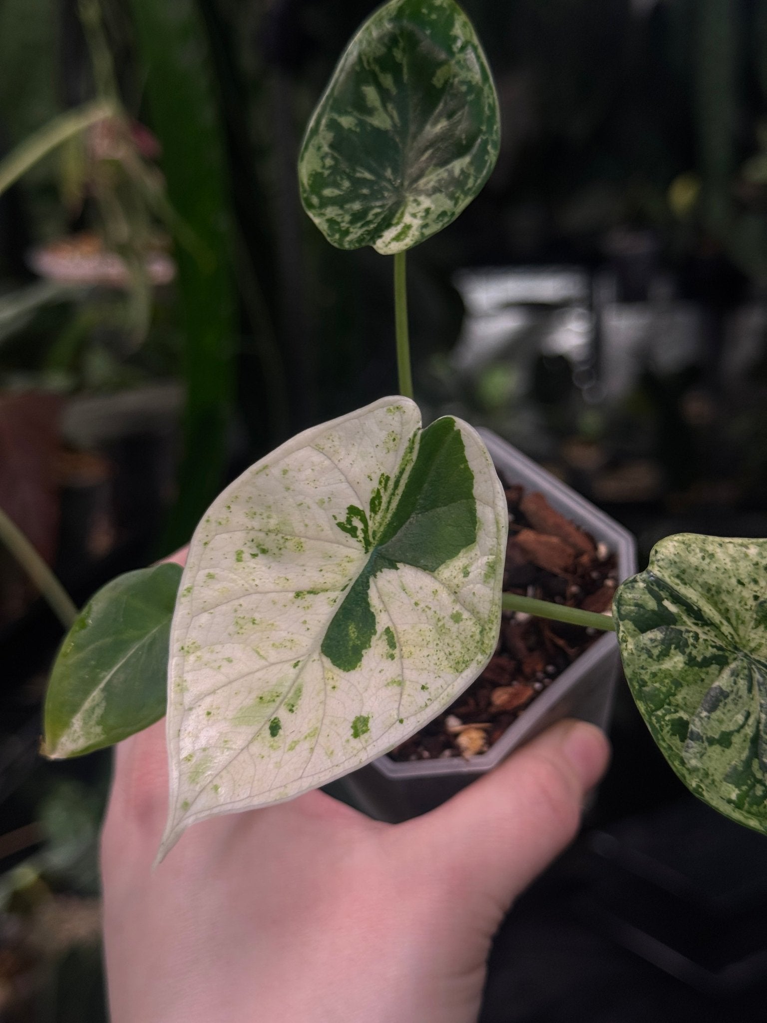 Alocasia Dragon Scale Variegata - SMUKHI