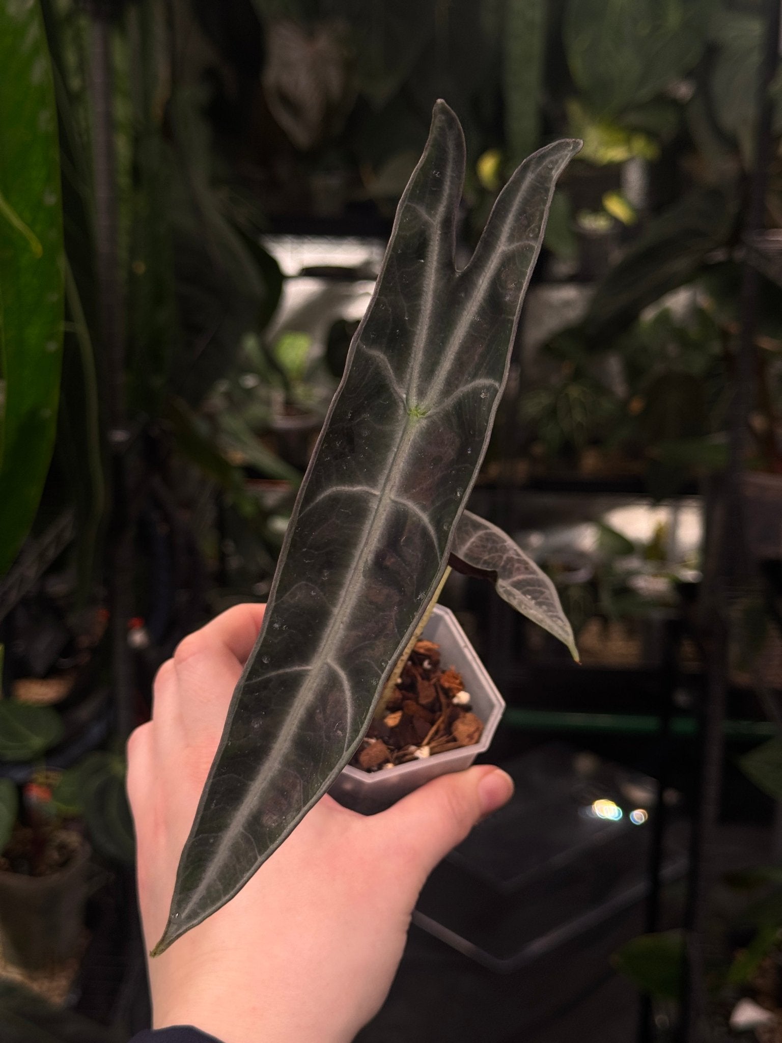 Alocasia Longiloba Purple - SMUKHI