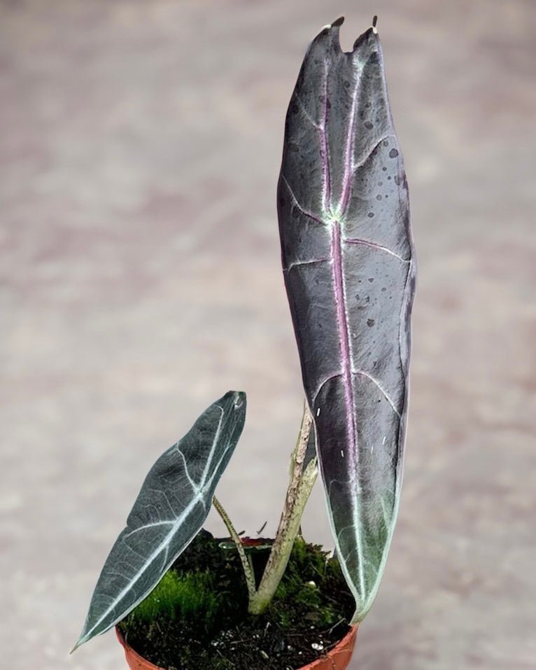 Alocasia Longiloba Purple - SMUKHI