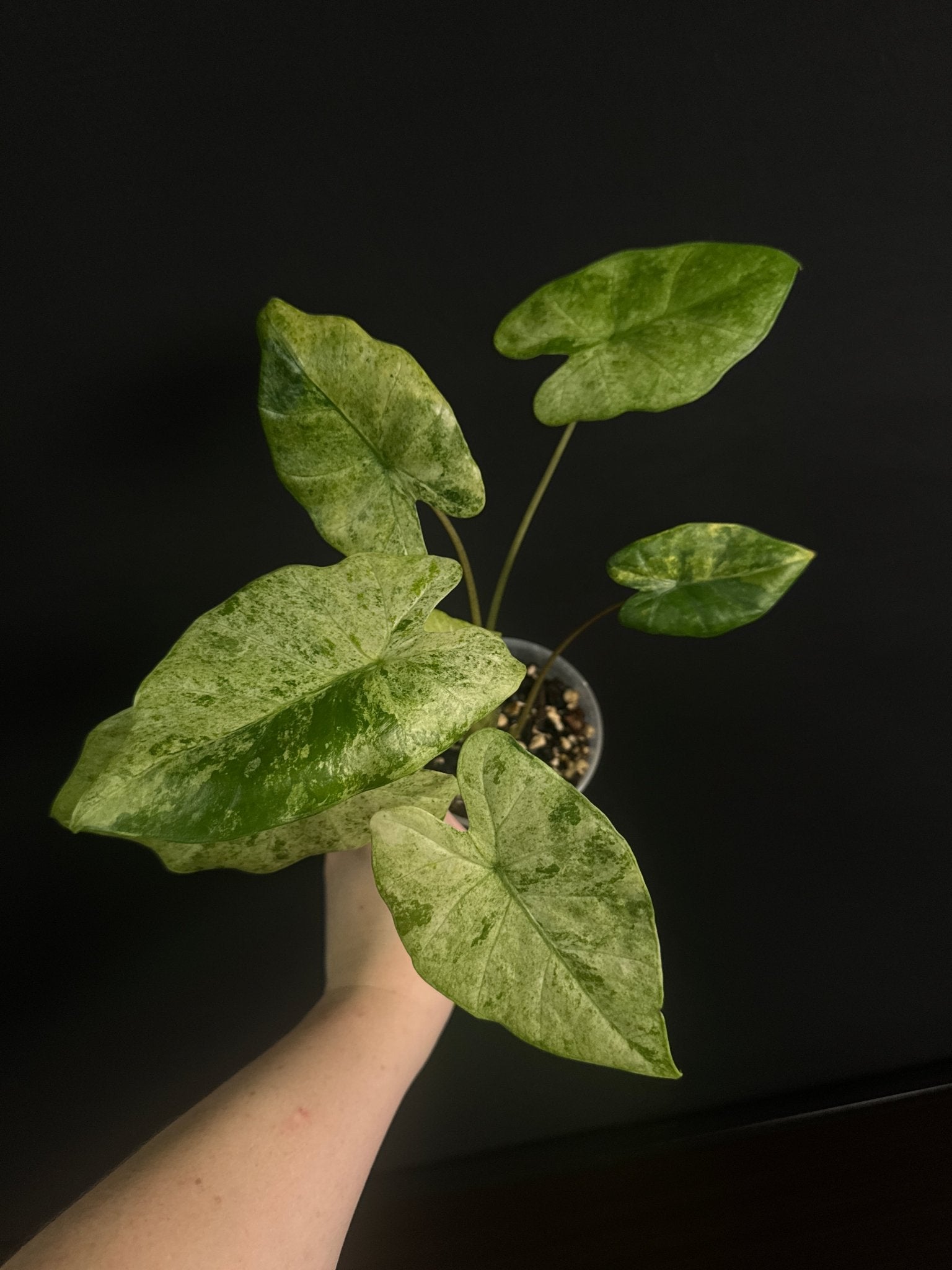 Alocasia Macrorrhiza Splash - SMUKHI