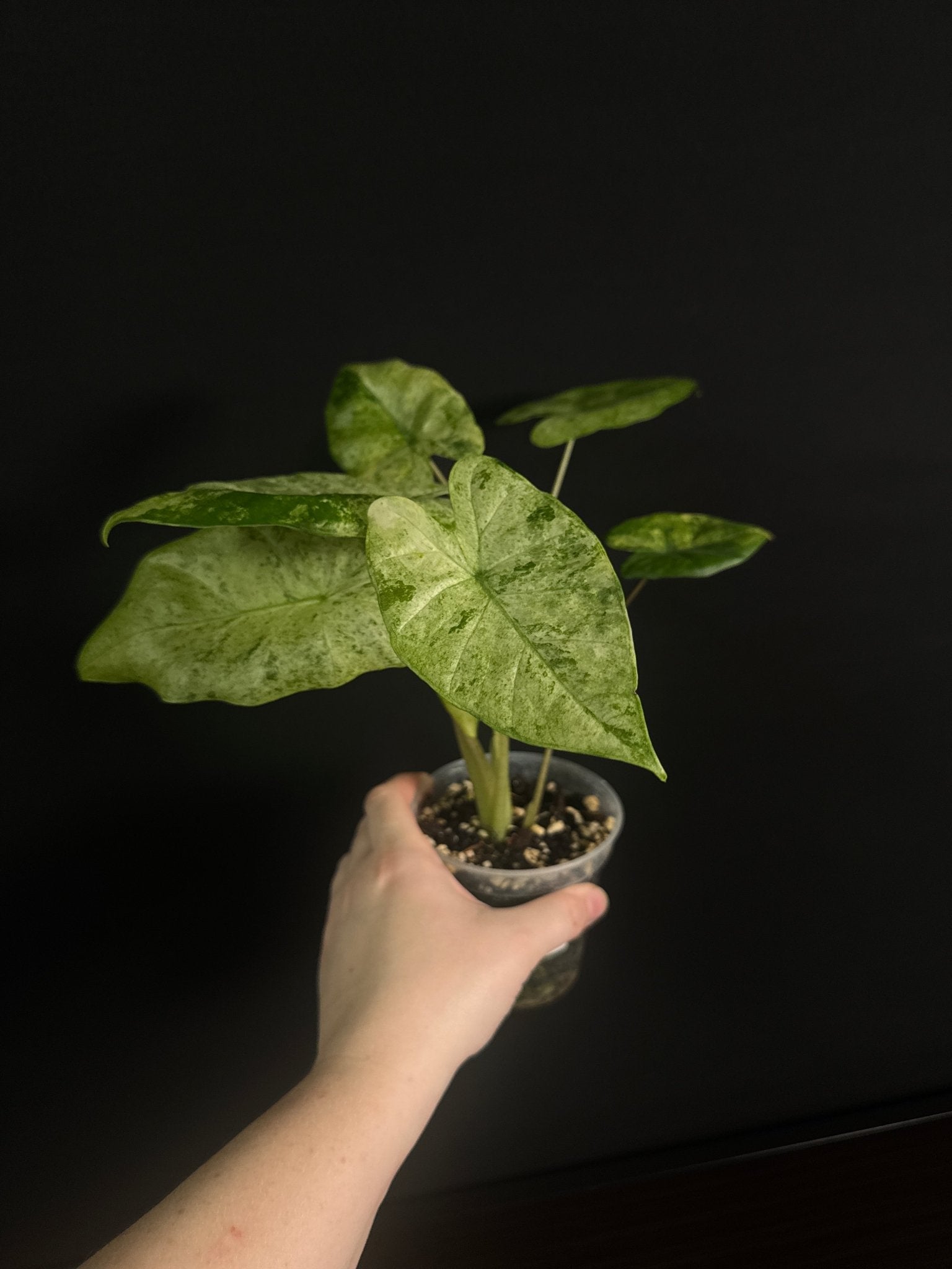 Alocasia Macrorrhiza Splash - SMUKHI