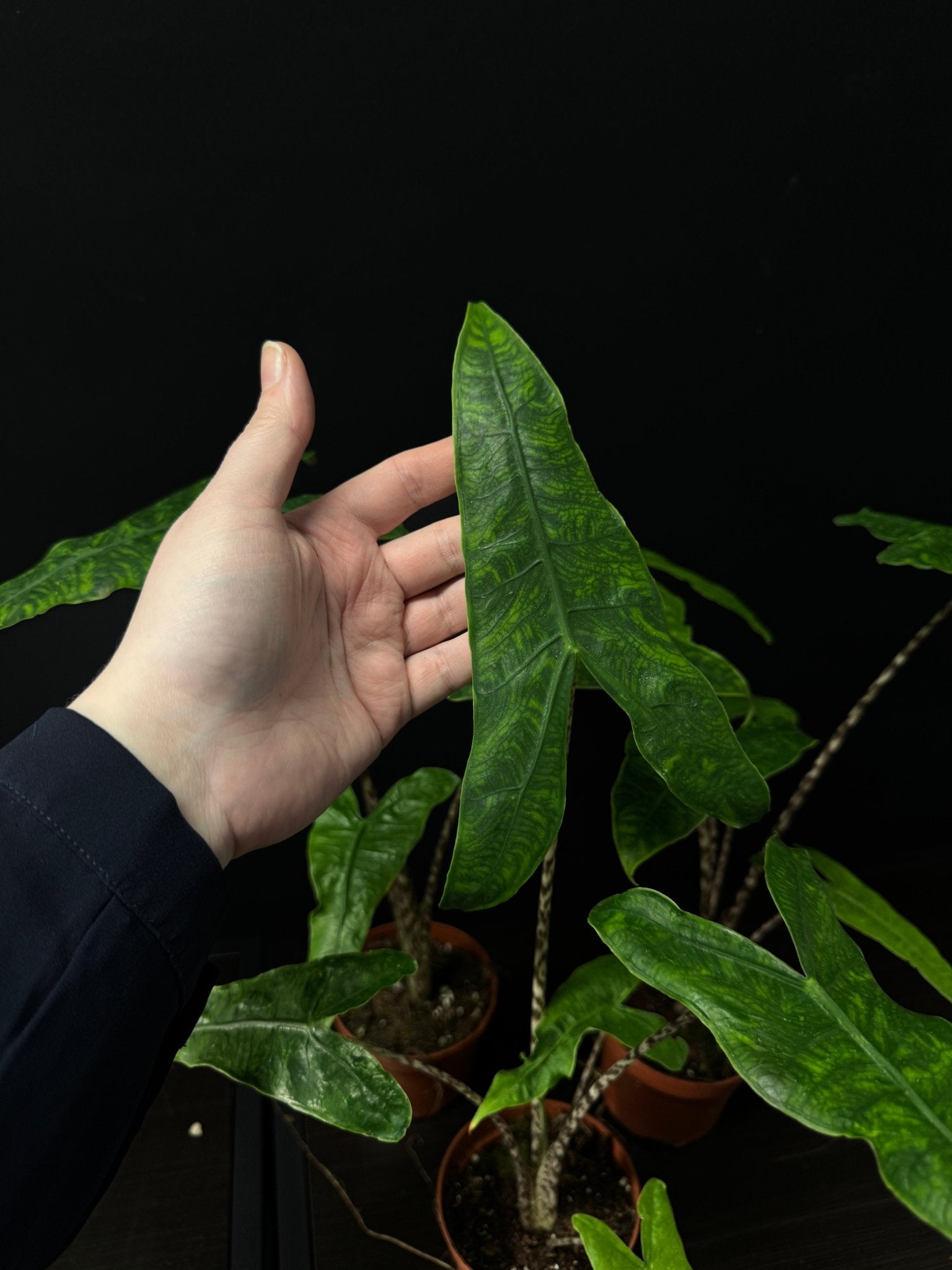 Alocasia Zebrina Reticulata - SMUKHI