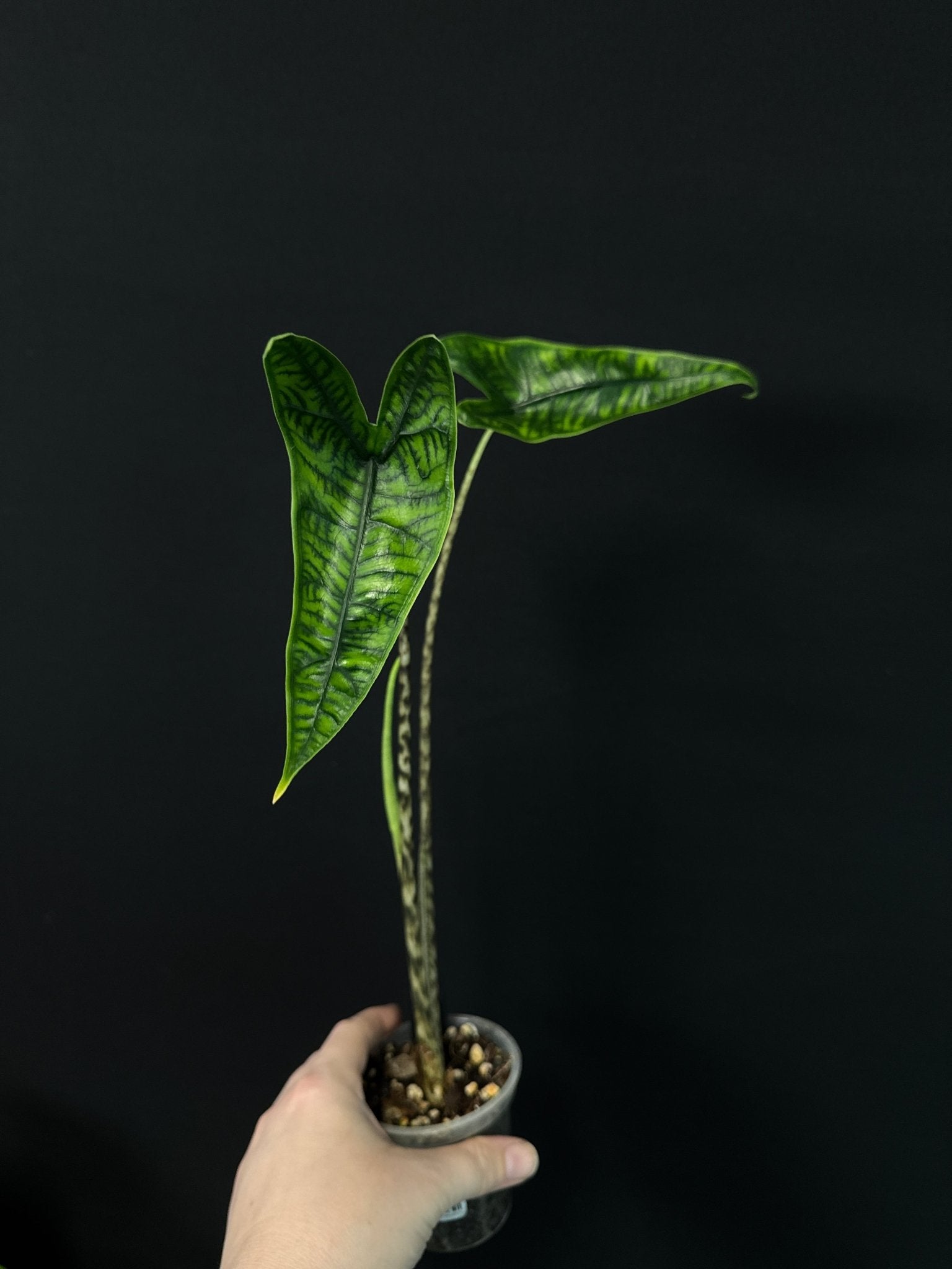 Alocasia Zebrina Reticulata - SMUKHI