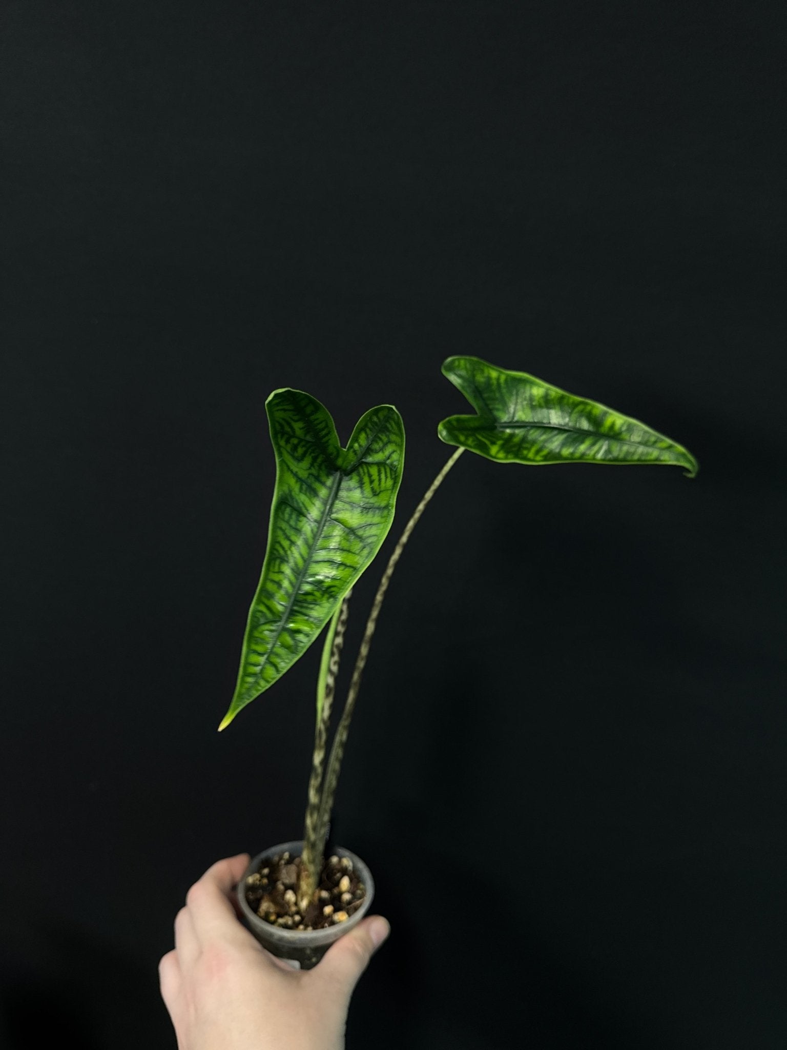 Alocasia Zebrina Reticulata - SMUKHI