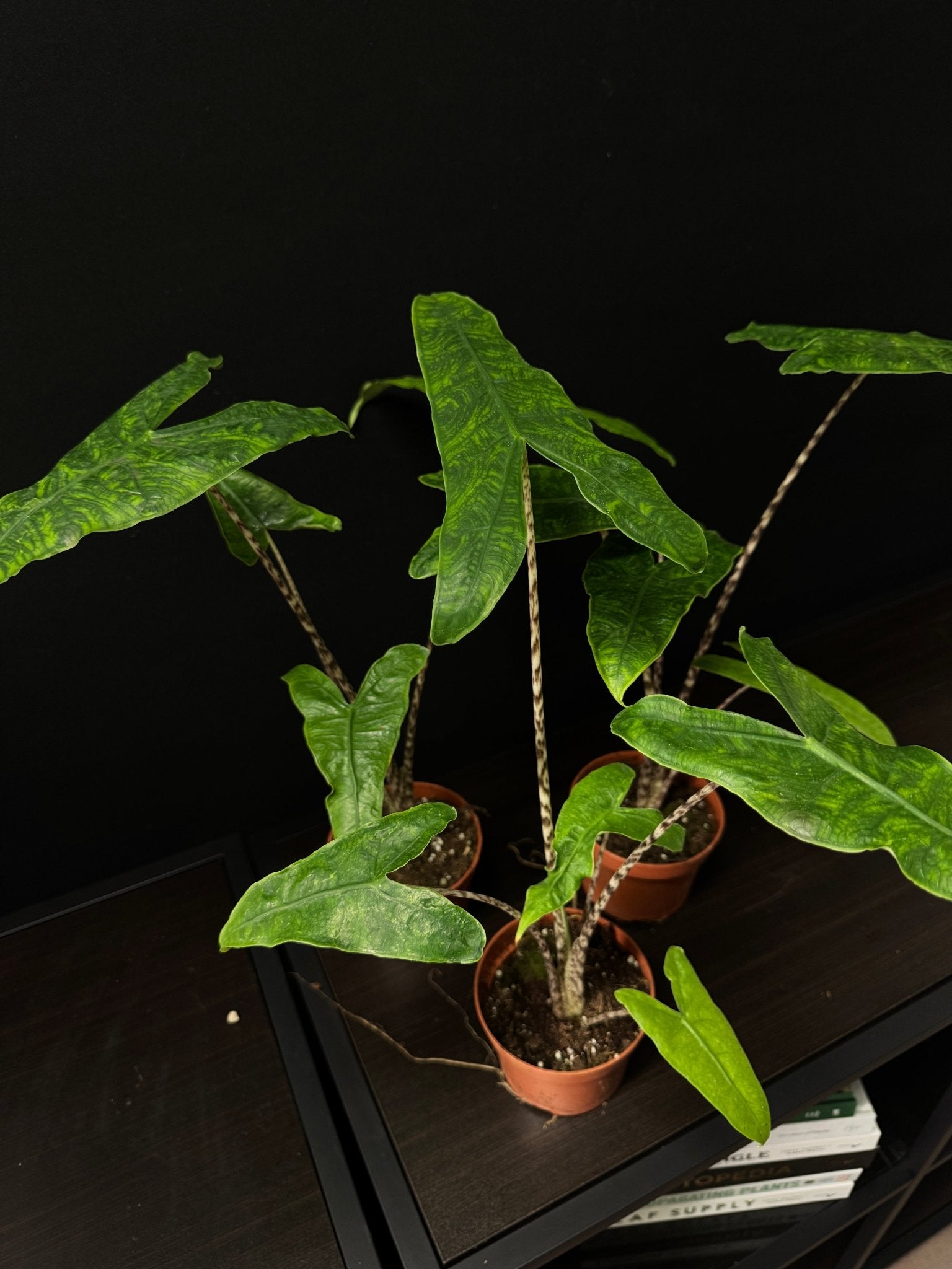 Alocasia Zebrina Reticulata - SMUKHI