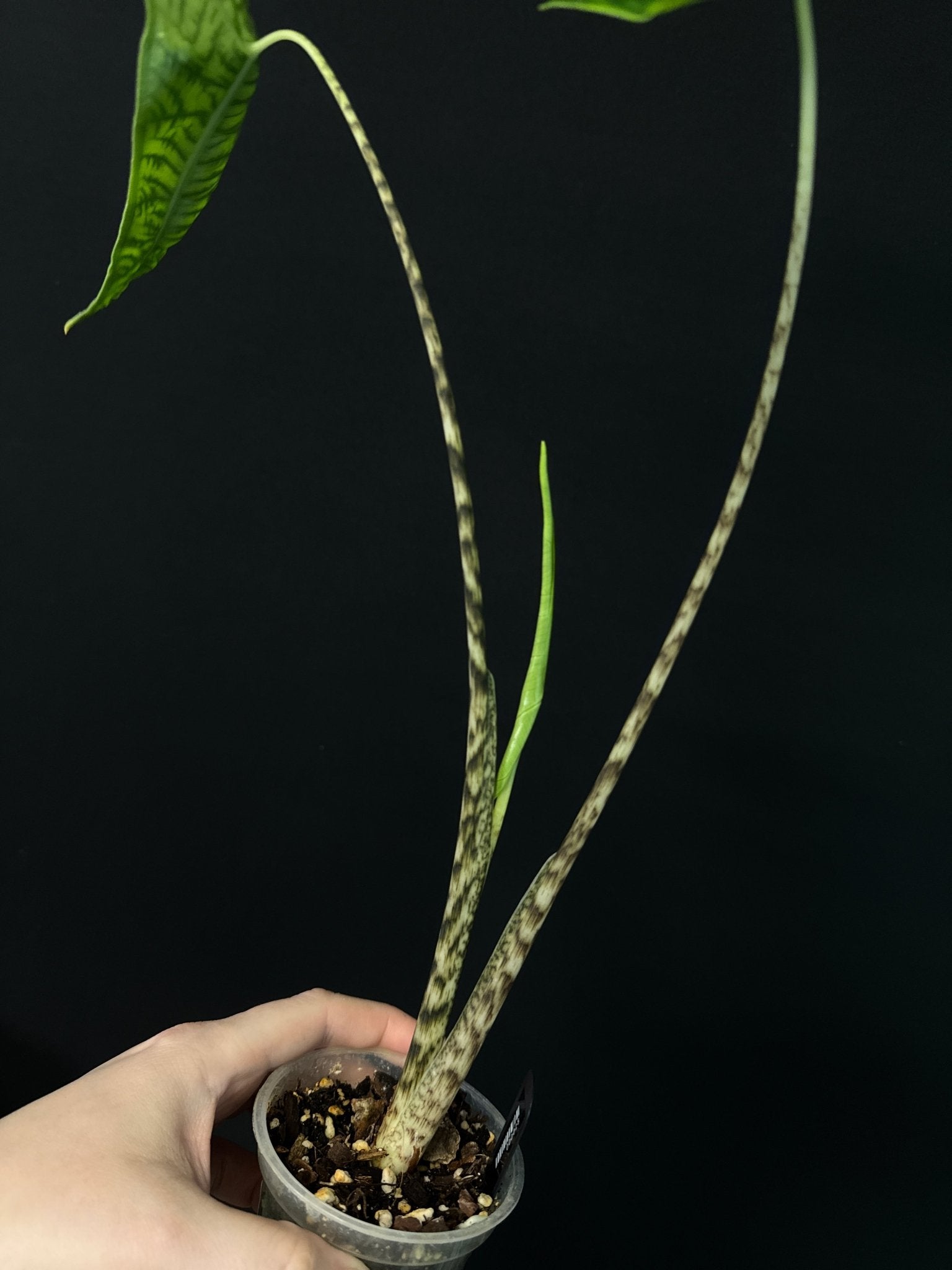 Alocasia Zebrina Reticulata - SMUKHI