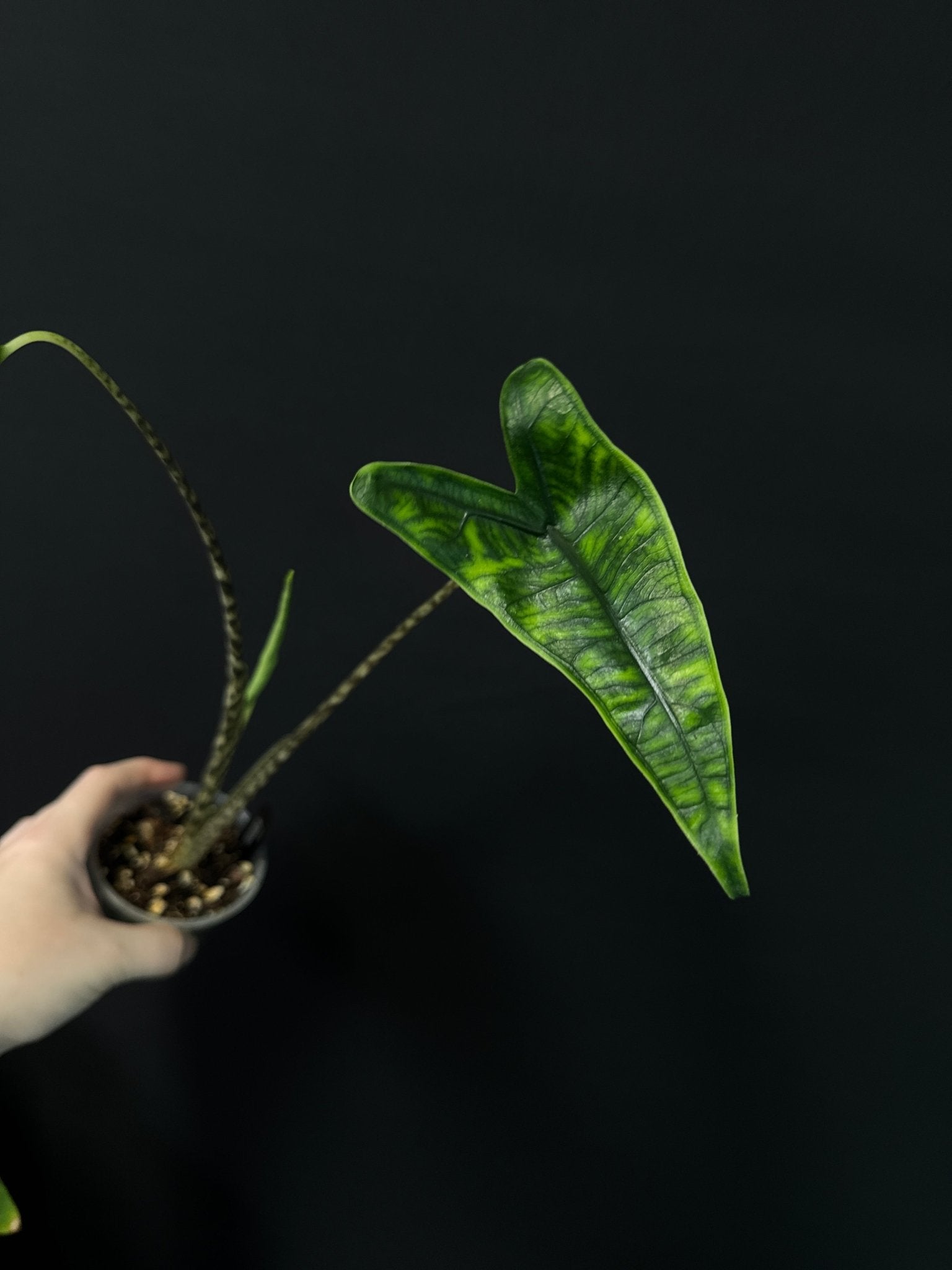 Alocasia Zebrina Reticulata - SMUKHI