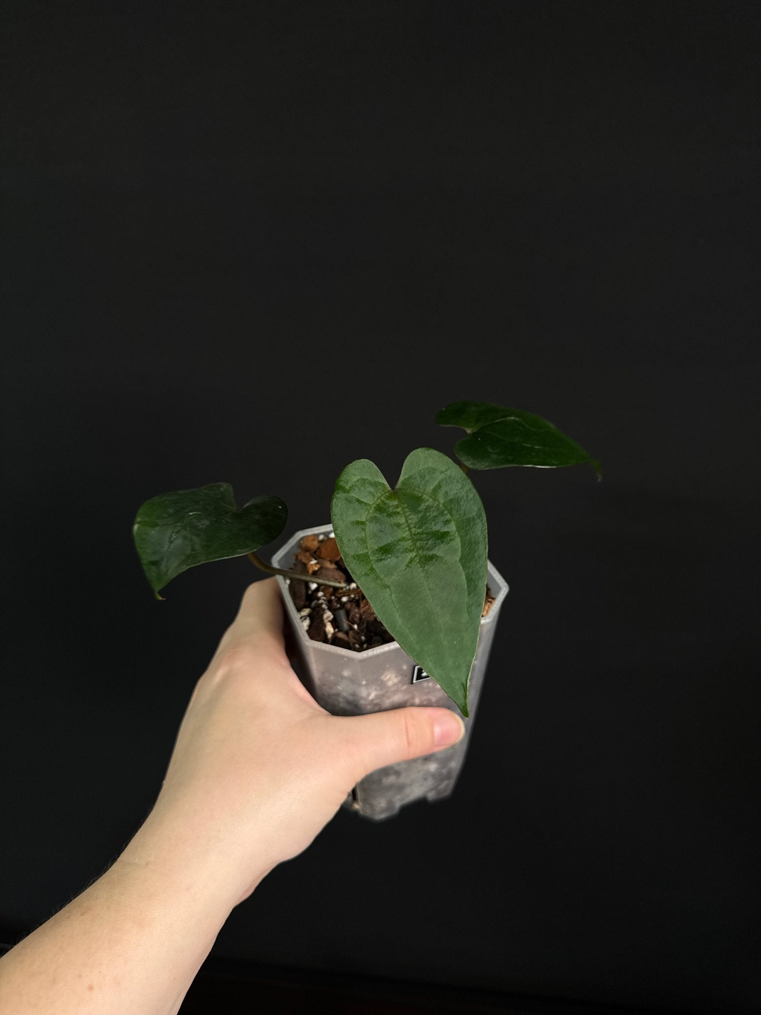 Anthurium Ace Of Spades Dark Form (SKG) - SMUKHI