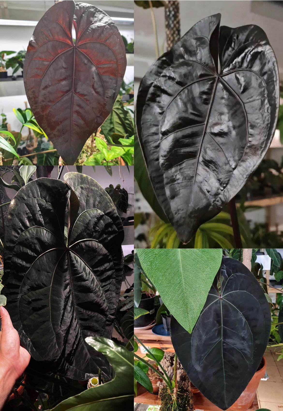 Anthurium Ace Of Spades Dark Form (SKG) - SMUKHI