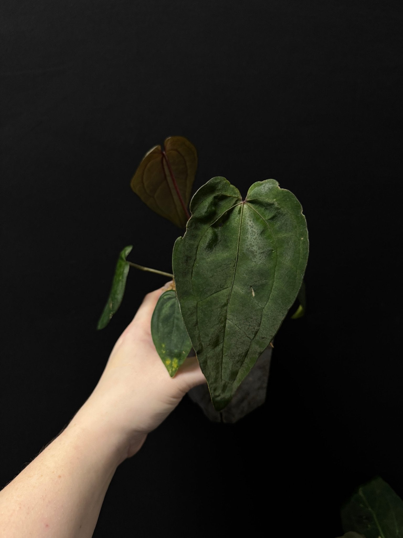 Anthurium Ace Of Spades Dark Form (SKG) - SMUKHI