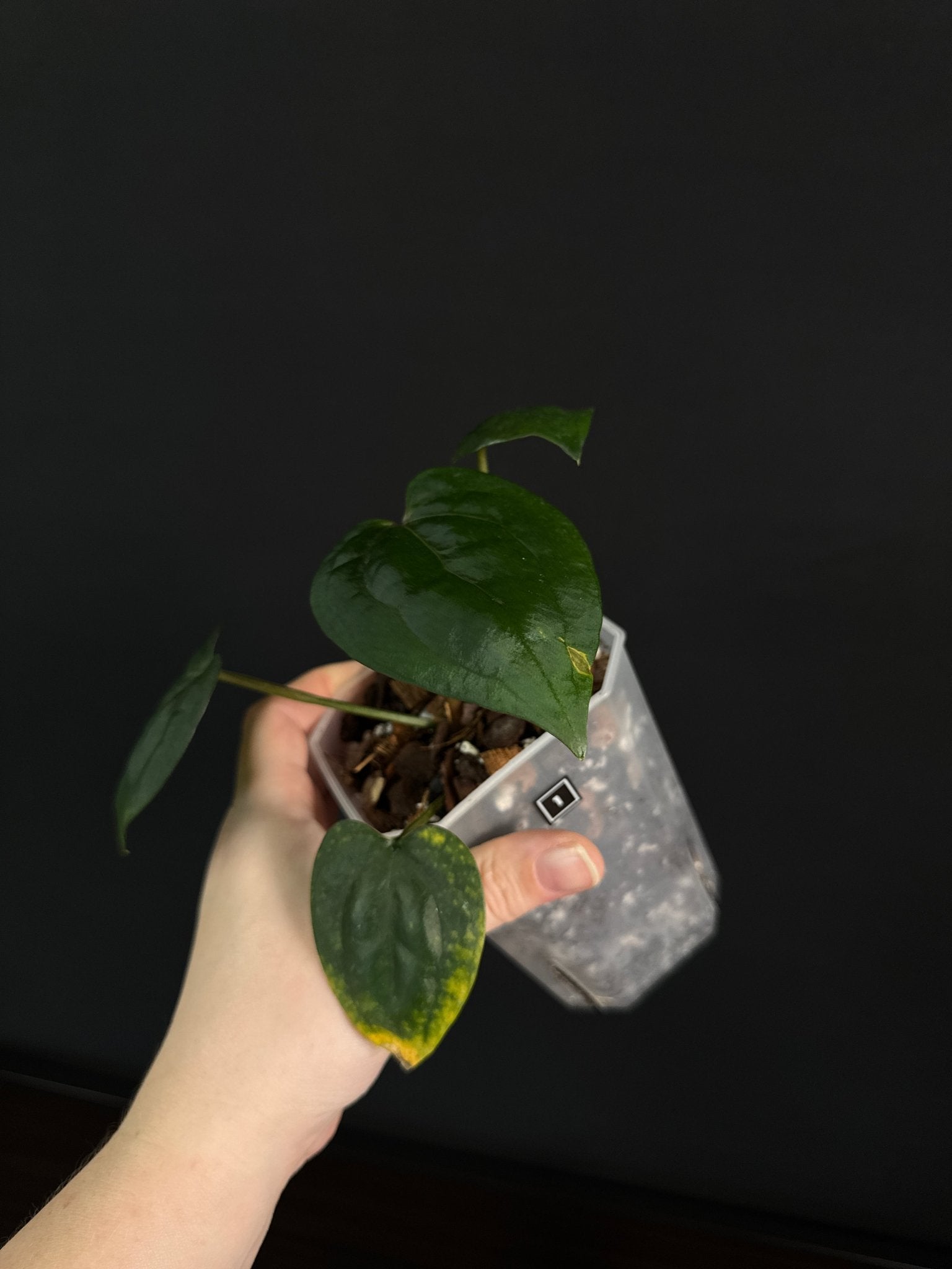 Anthurium Ace Of Spades Dark Form (SKG) - SMUKHI