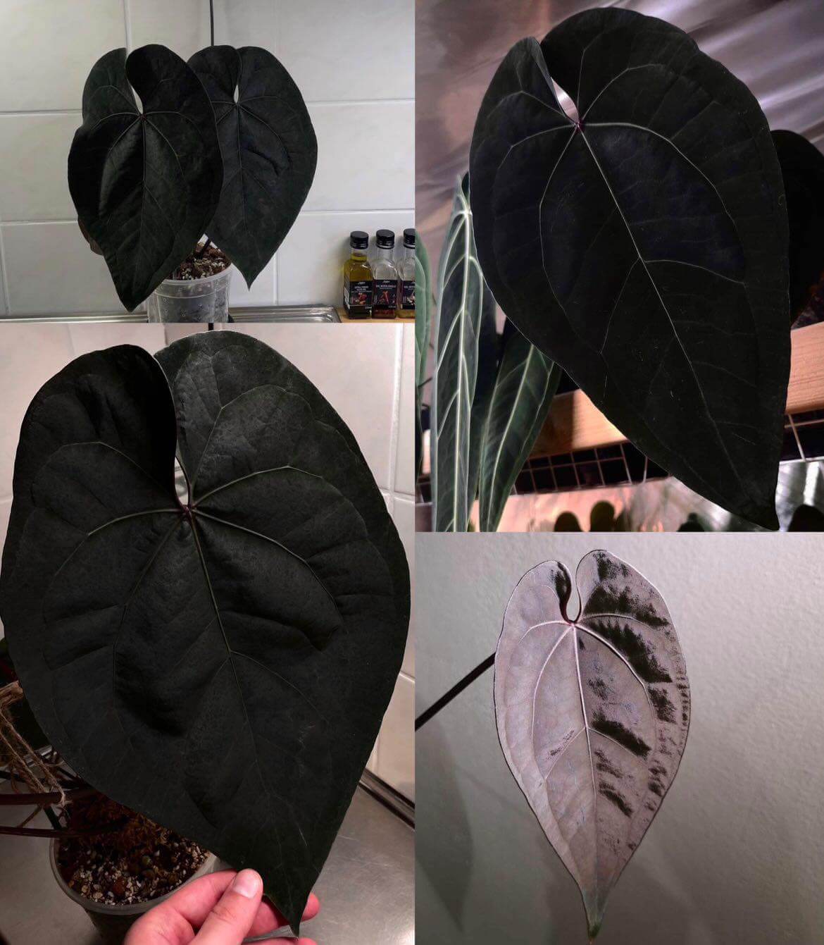 Anthuroom】 Anthurium 'Ace of Spades' (dark form) x
