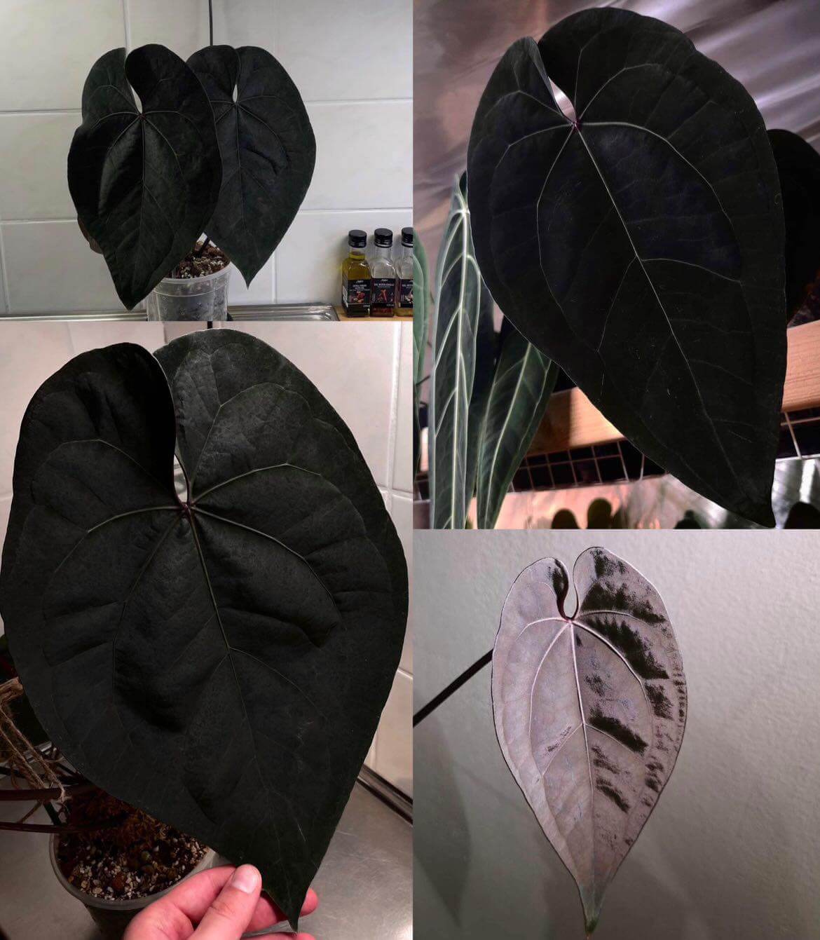 Anthurium Ace Of Spades Dark Form (SKG) - SMUKHI