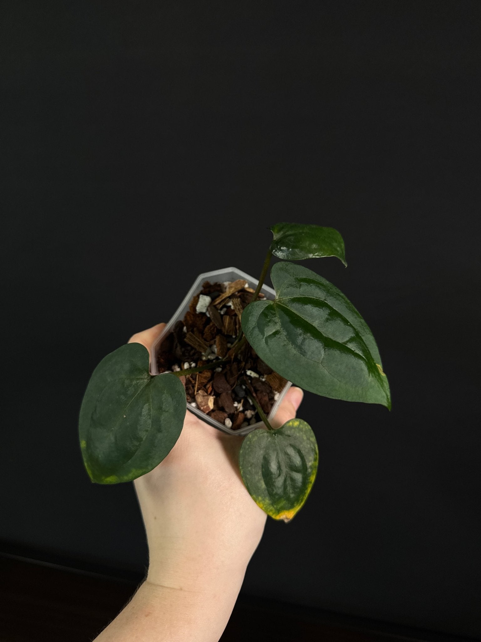 Anthurium Ace Of Spades Dark Form (SKG) - SMUKHI