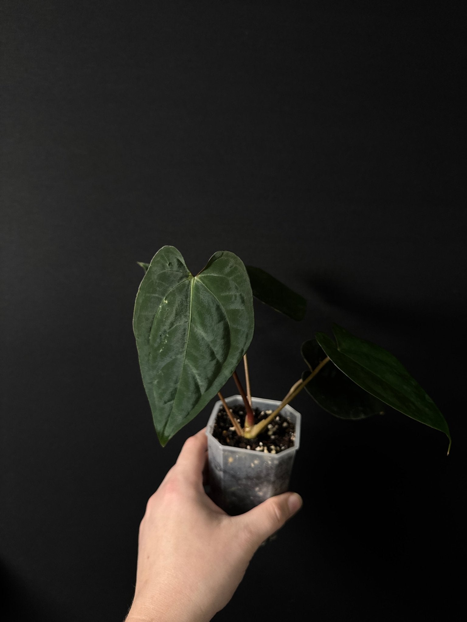 Anthurium Ace of Spades Dark Form x Papillilaminum "IL" - SMUKHI