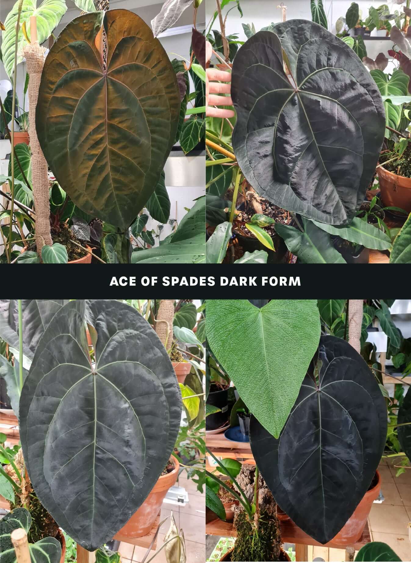 Anthurium Ace of Spades Dark Form x Papillilaminum "IL" - SMUKHI