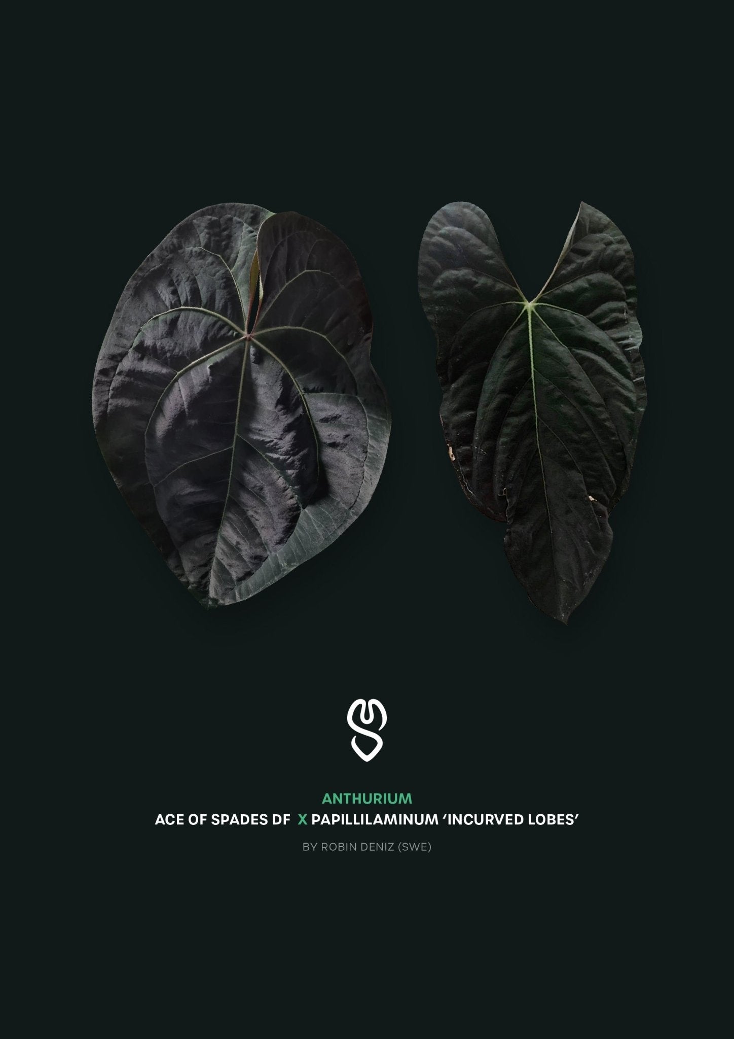 Anthurium Ace of Spades Dark Form x Papillilaminum "IL" - SMUKHI