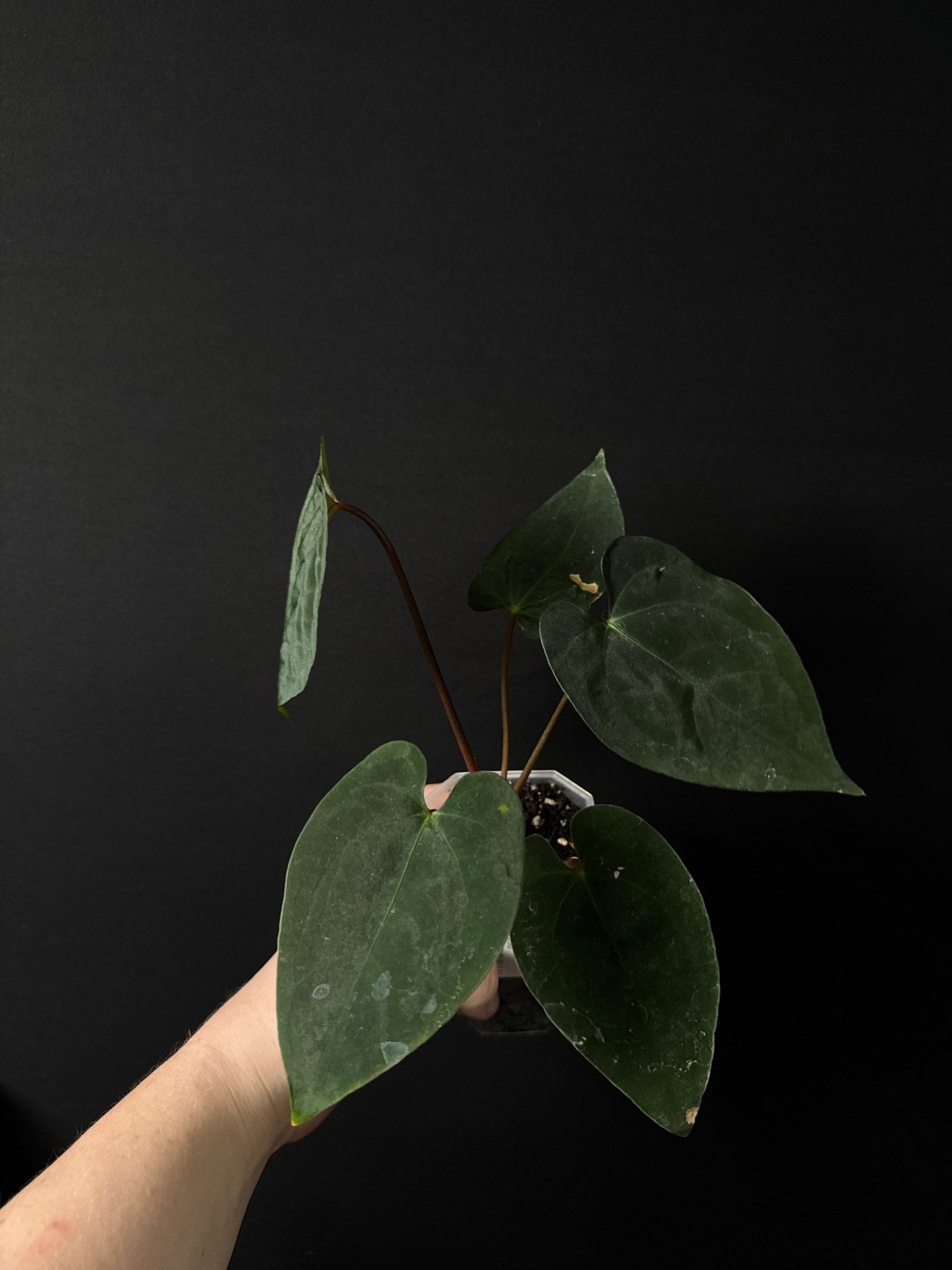 Anthurium Ace of Spades Dark Form x Papillilaminum "IL" - SMUKHI