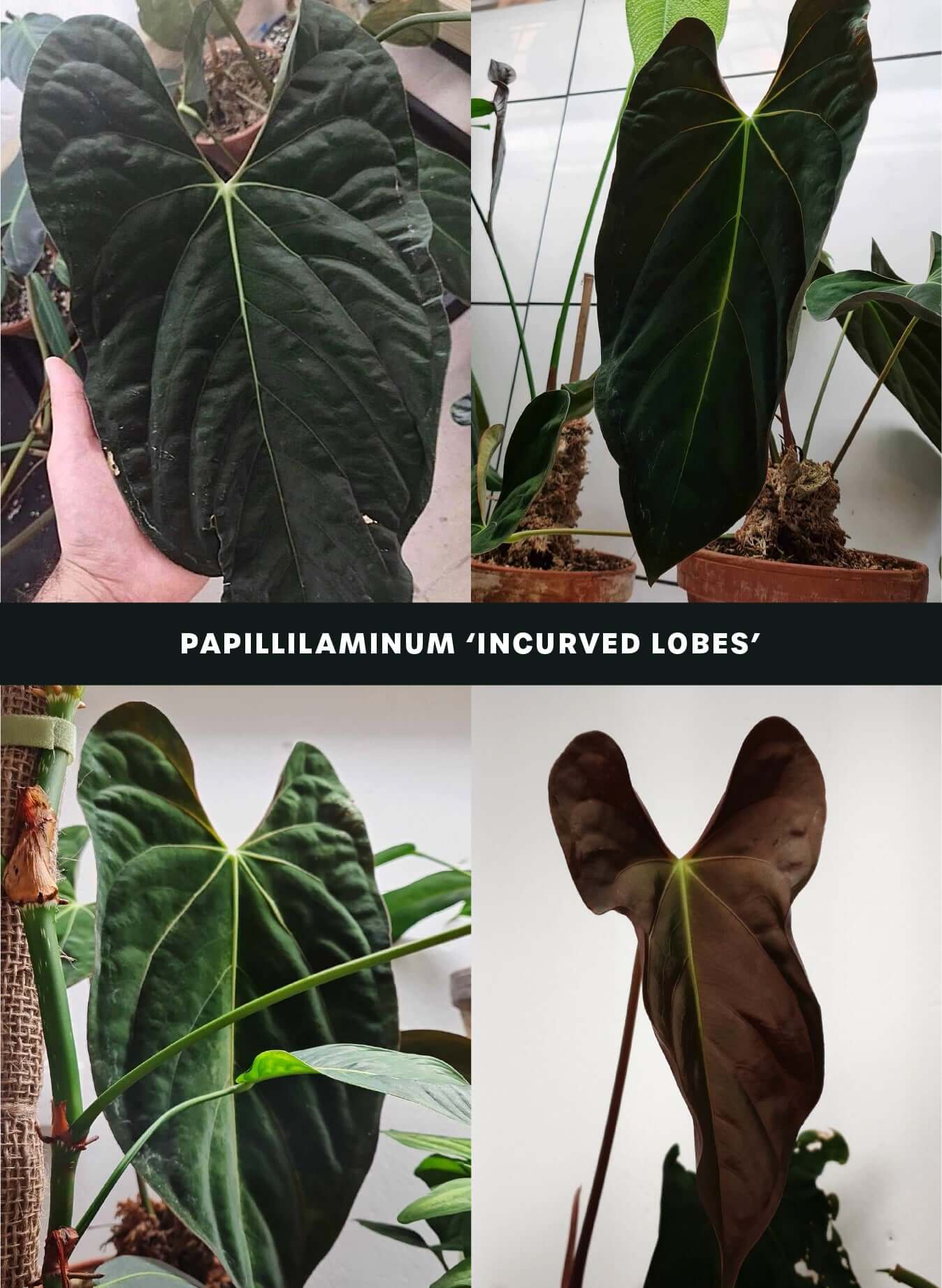 Anthurium Ace of Spades Dark Form x Papillilaminum "IL" - SMUKHI