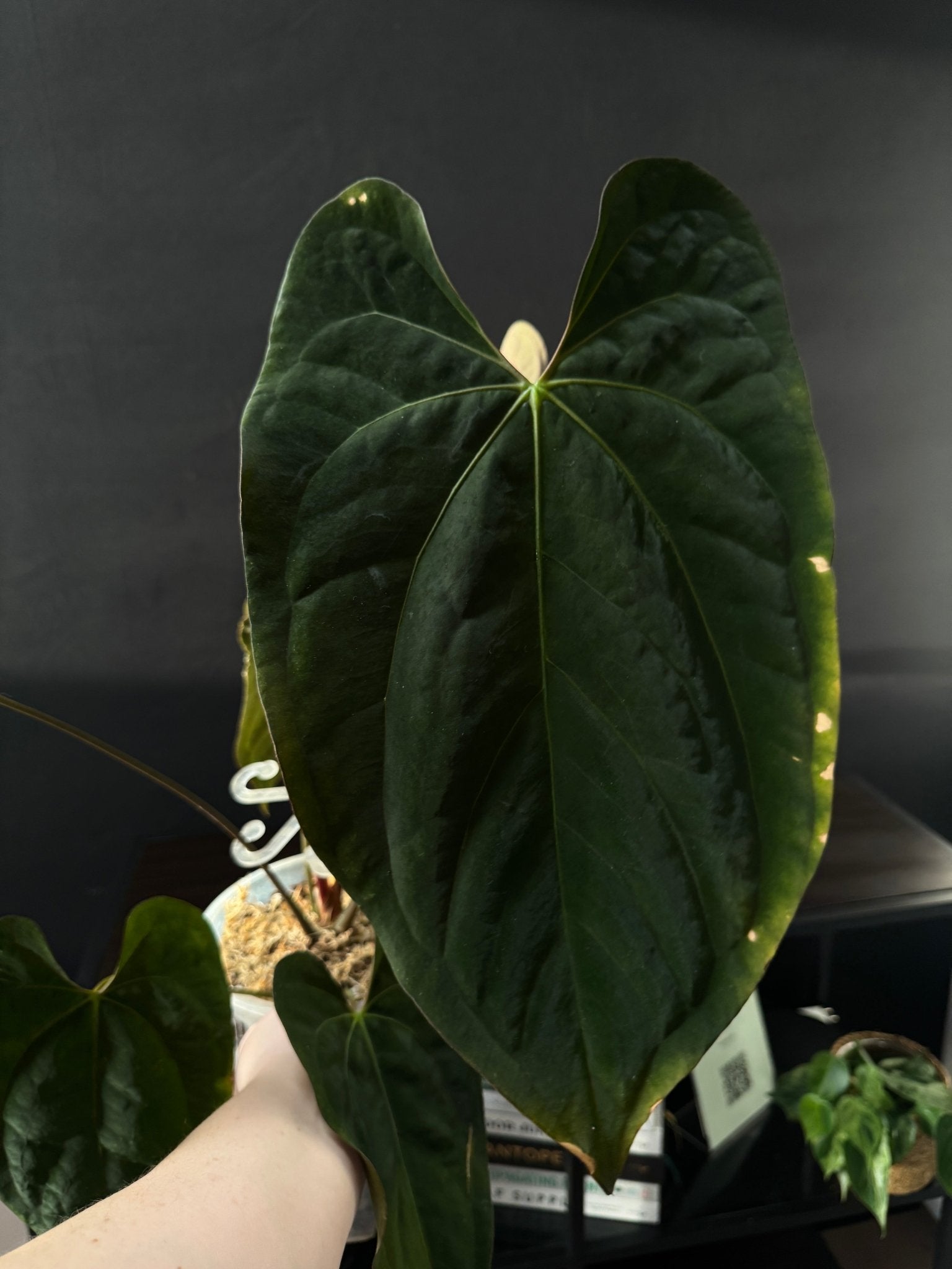 Anthurium Ace of Spades DF x Papillilaminum ‘IL’ - SMUKHI