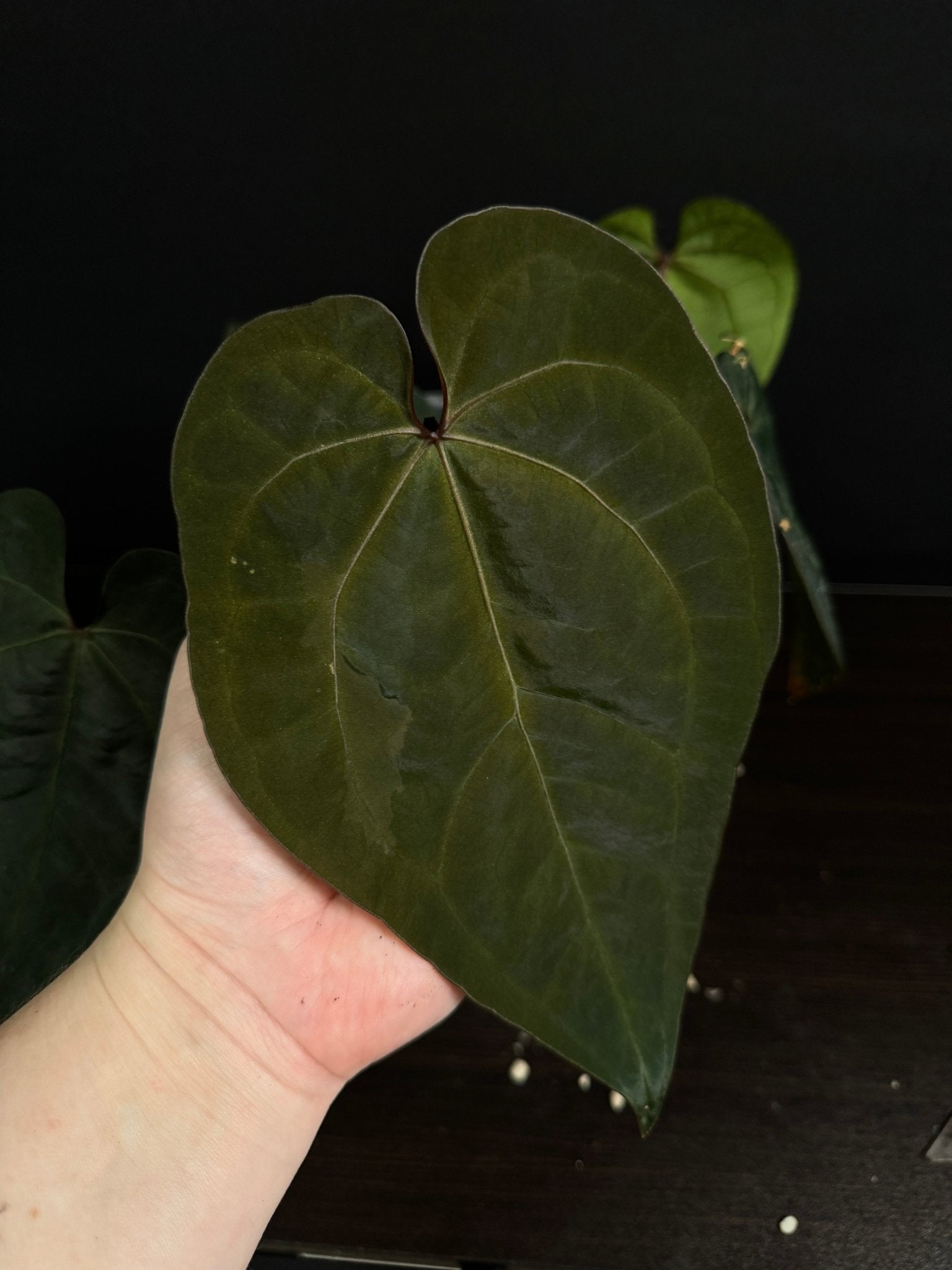 Anthurium Ace of Spades (SKG) - SMUKHI