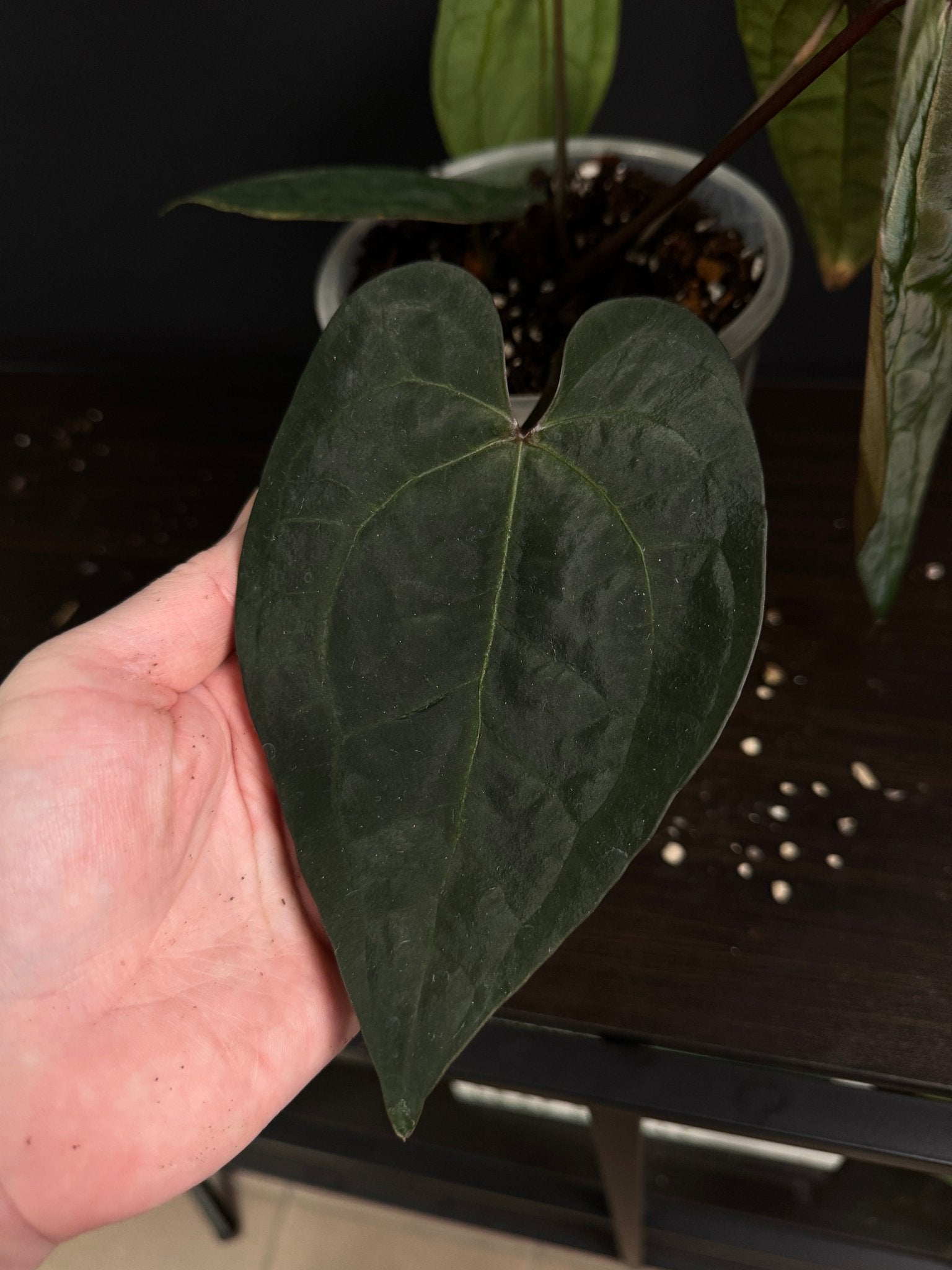 Anthurium Ace of Spades (SKG) - SMUKHI