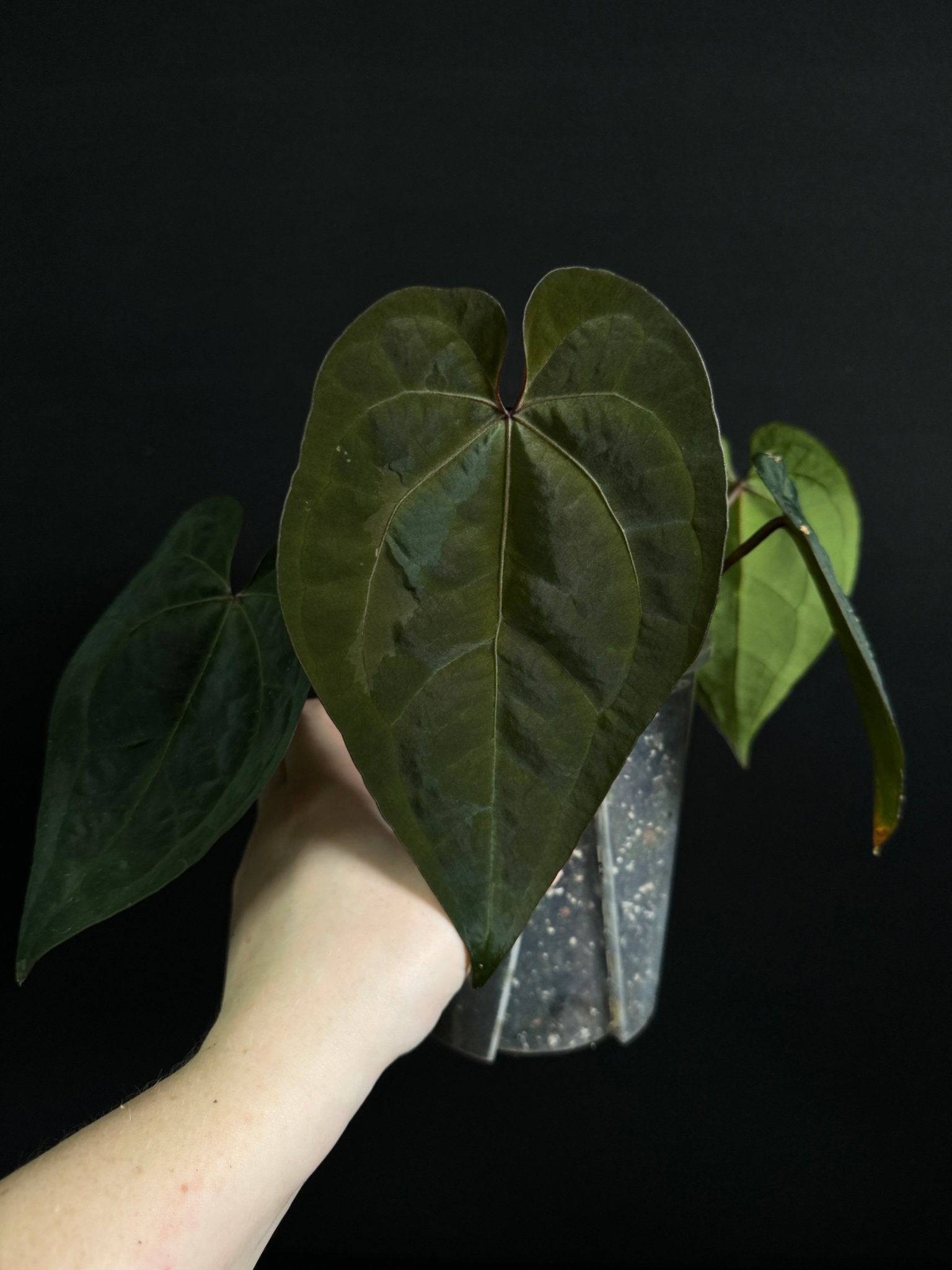 NFS: Anthurium Ace of Spades (SKG) | SMUKHI