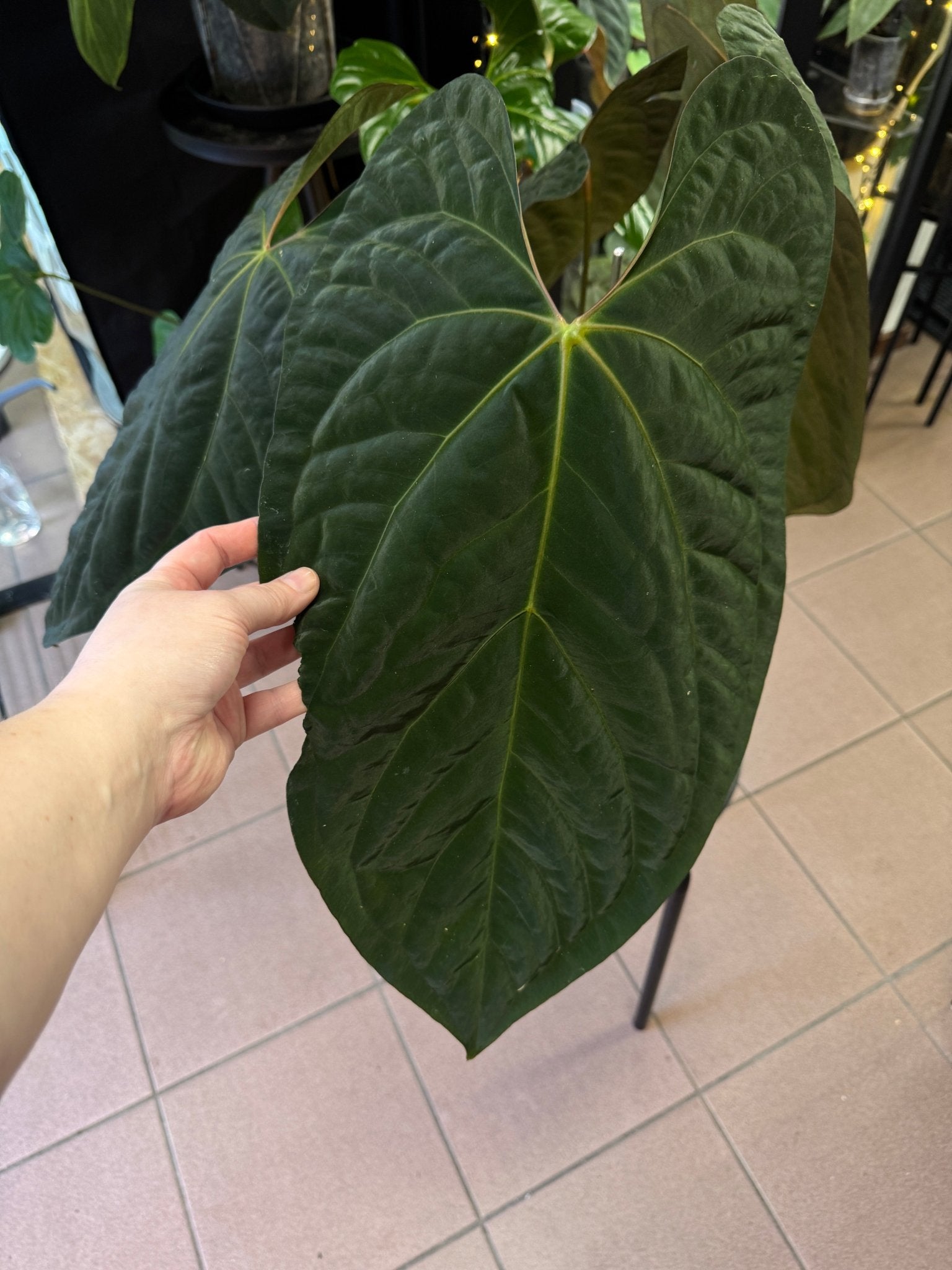 Anthurium Ace of Spades x Papillilaminum ‘Marie’ - SMUKHI