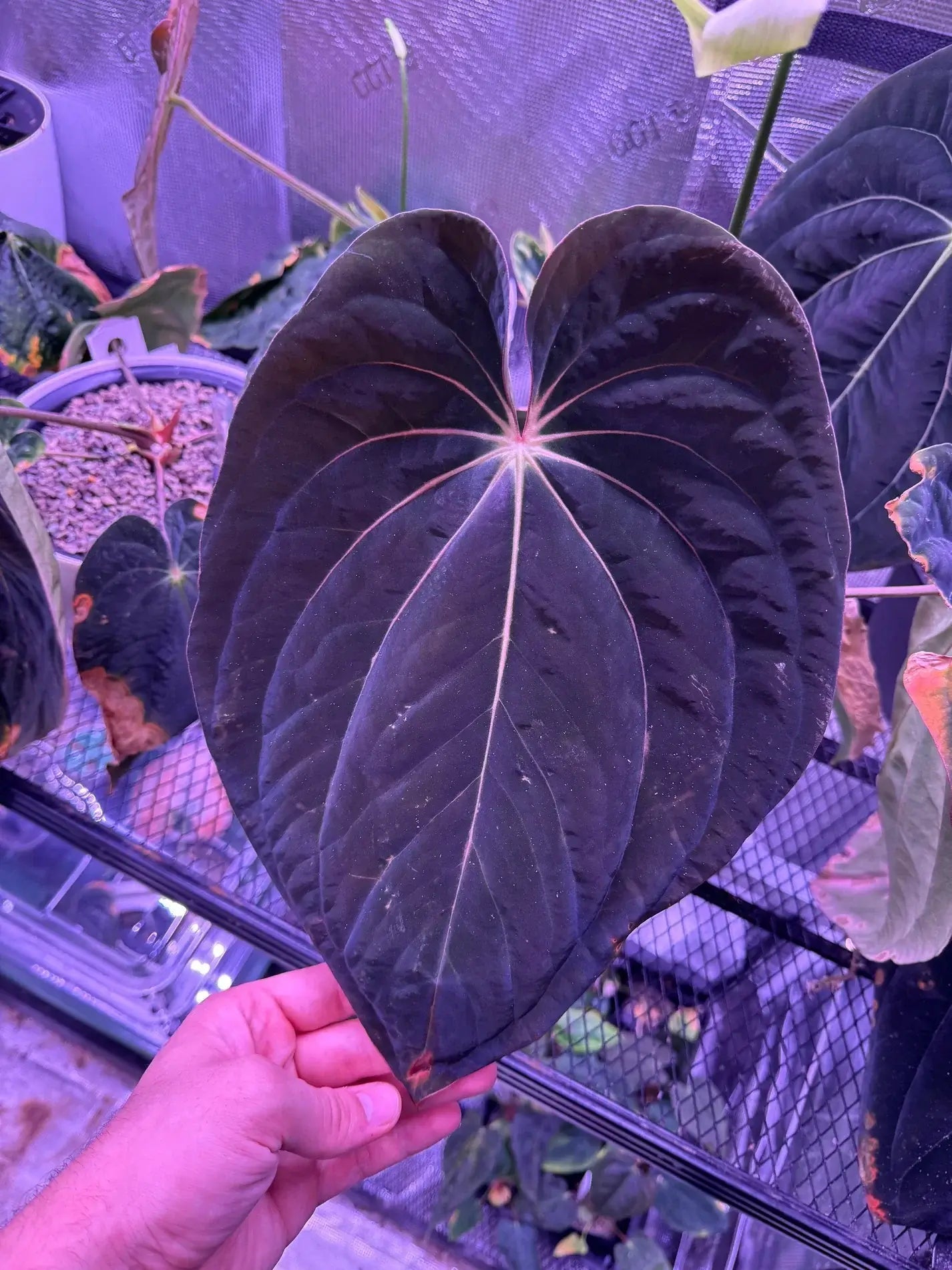 Anthurium Antolakii / BVEP RF1 x 'Dark Star' - SMUKHI