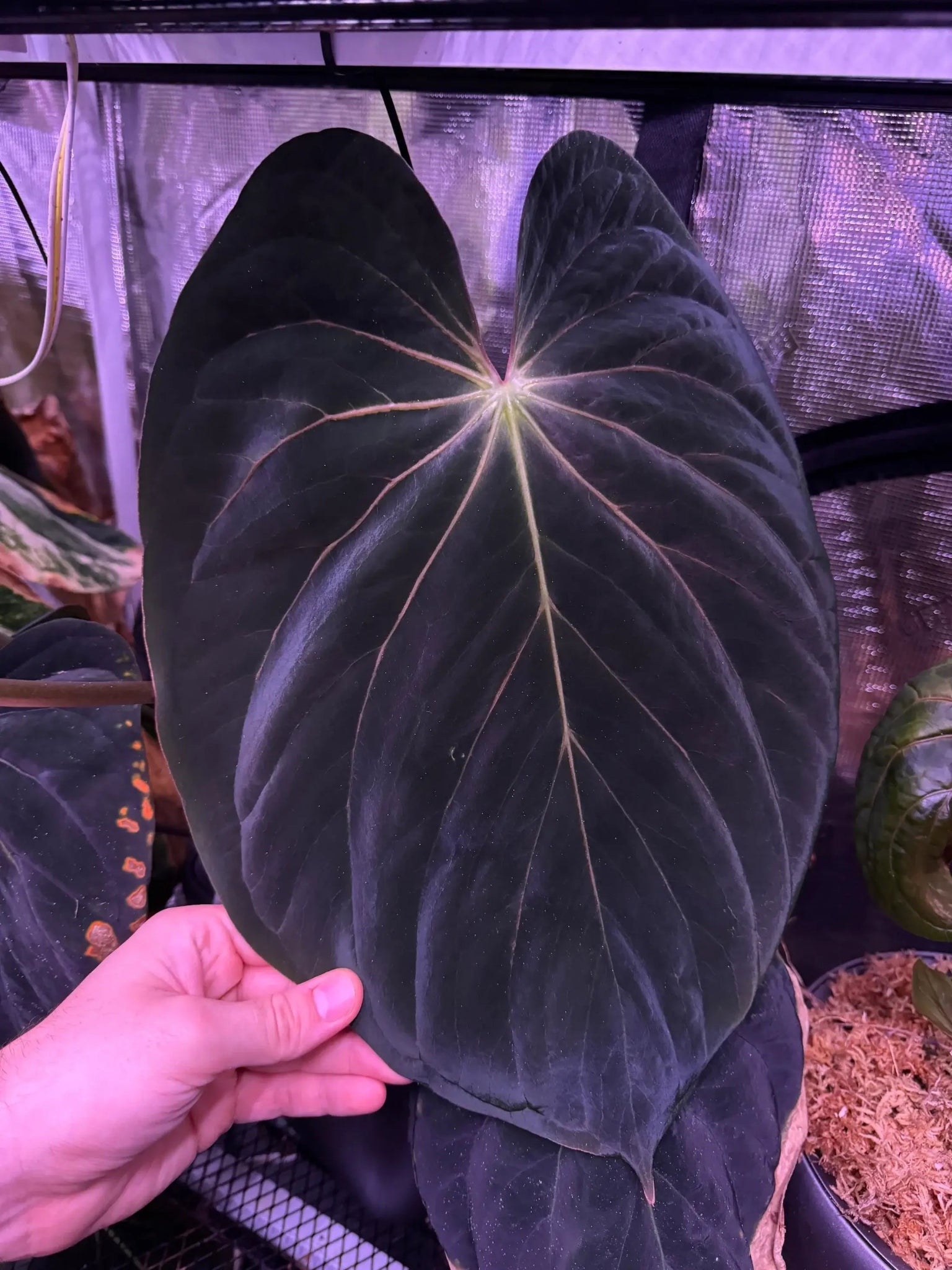 Anthurium Antolakii / BVEP RF1 x 'Dark Star' - SMUKHI