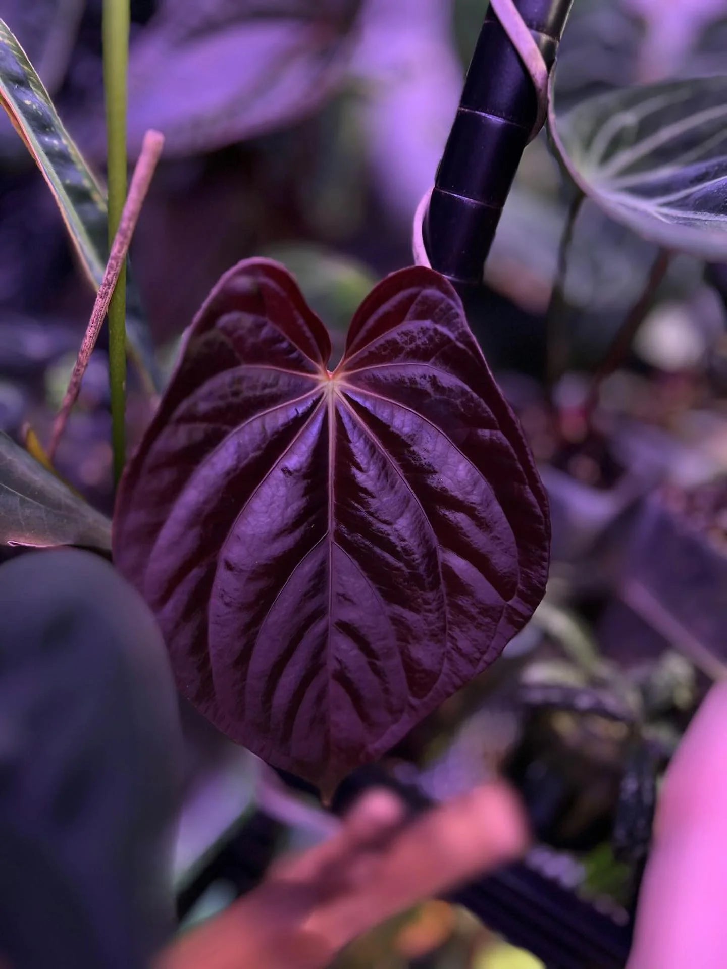 Anthurium Antolakii / BVEP 'Round' x 'BBL' - SMUKHI