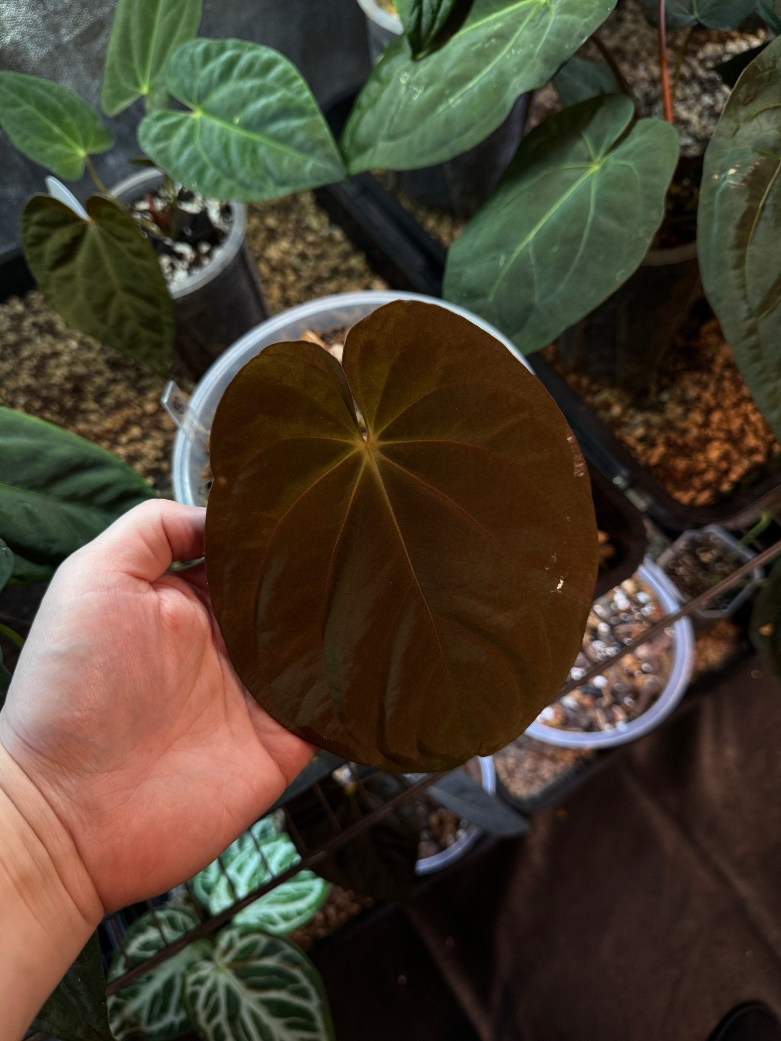 Anthurium Antolakii / BVEP 'Round' x 'BBL' - SMUKHI