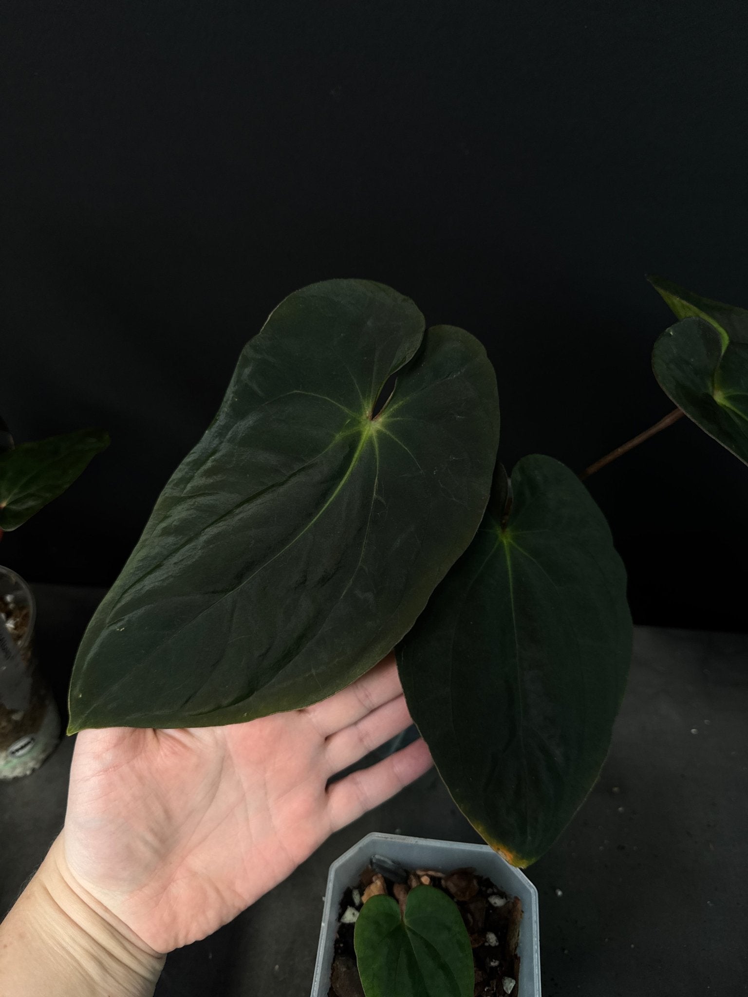 Anthurium Antolakii (BVEP) Round x Felix - Clone - SMUKHI