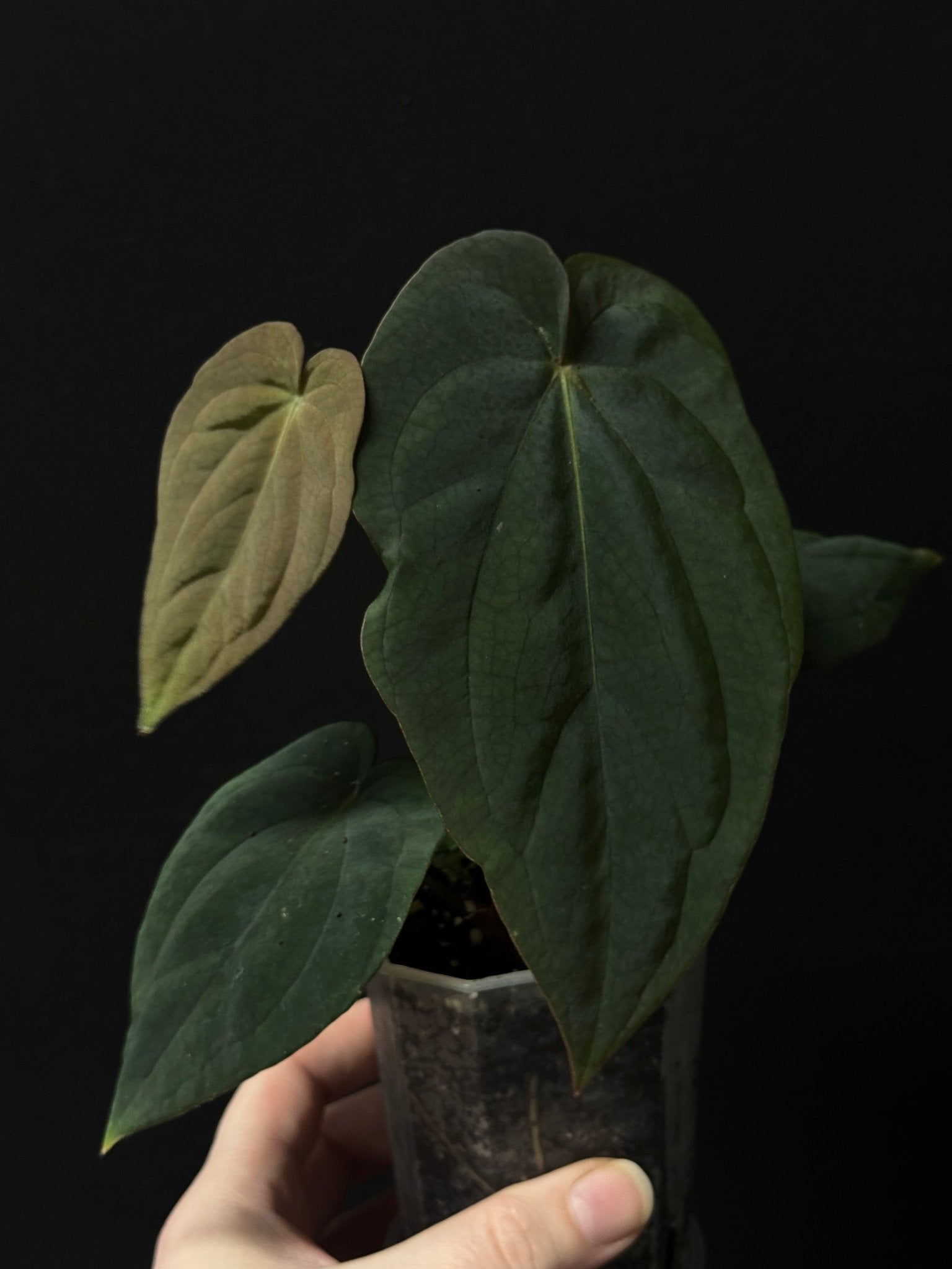 Anthurium Antolakii (BVEP) (Round x Felix) x Felix - SMUKHI