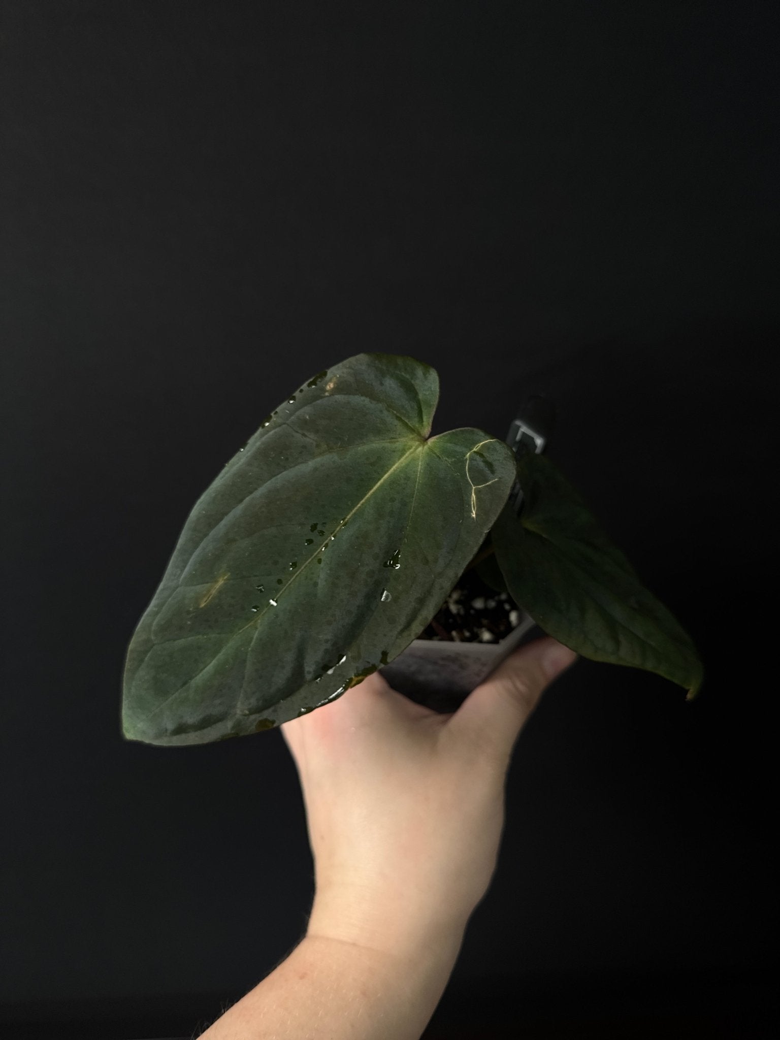 Anthurium Antolakii (BVEP) (Round x Felix) x Felix - SMUKHI