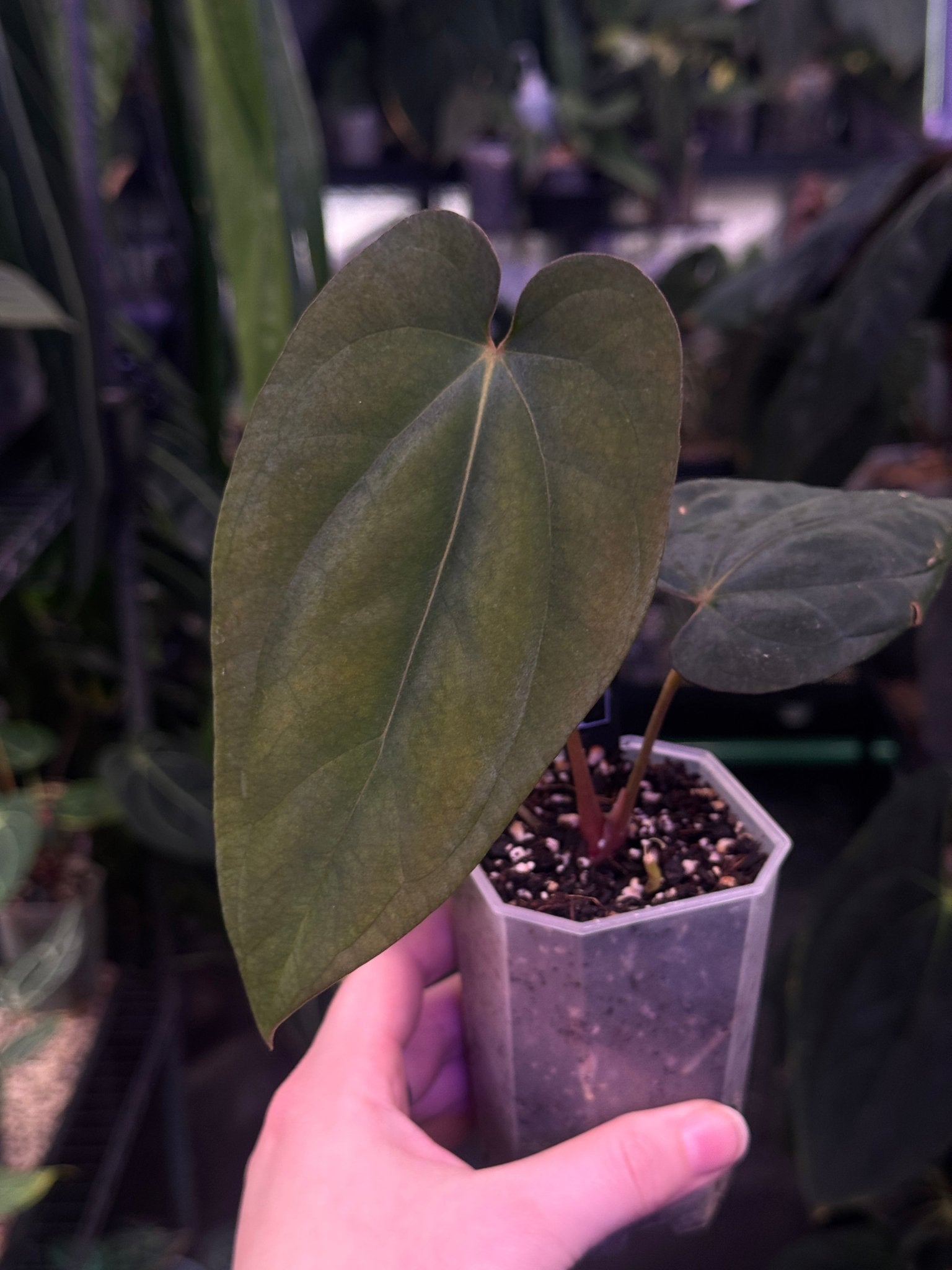 Anthurium Antolakii / BVEP (Round x Felix) x Felix - SMUKHI