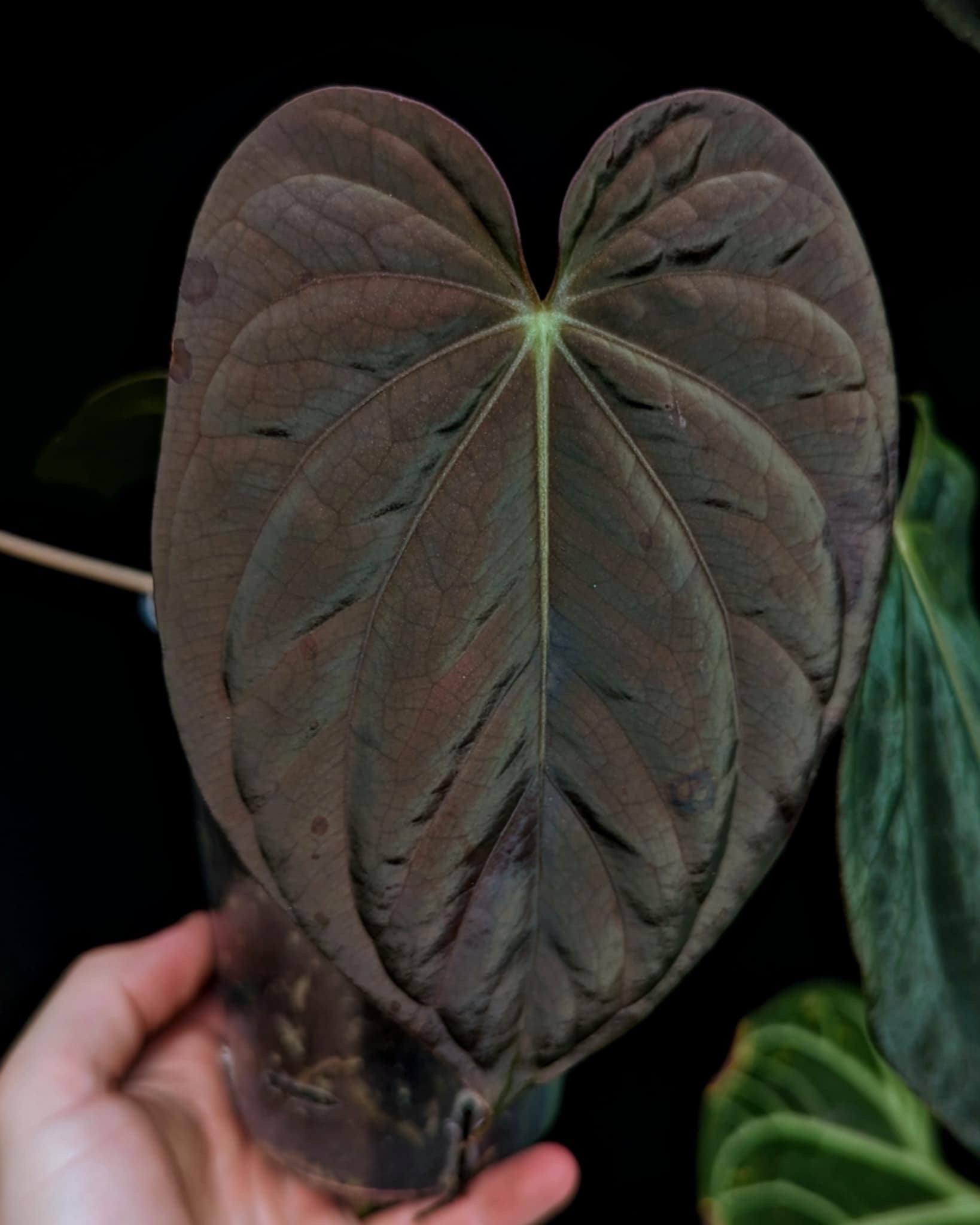 Anthurium Antolakii (BVEP) (Round x Felix) x Felix - SMUKHI