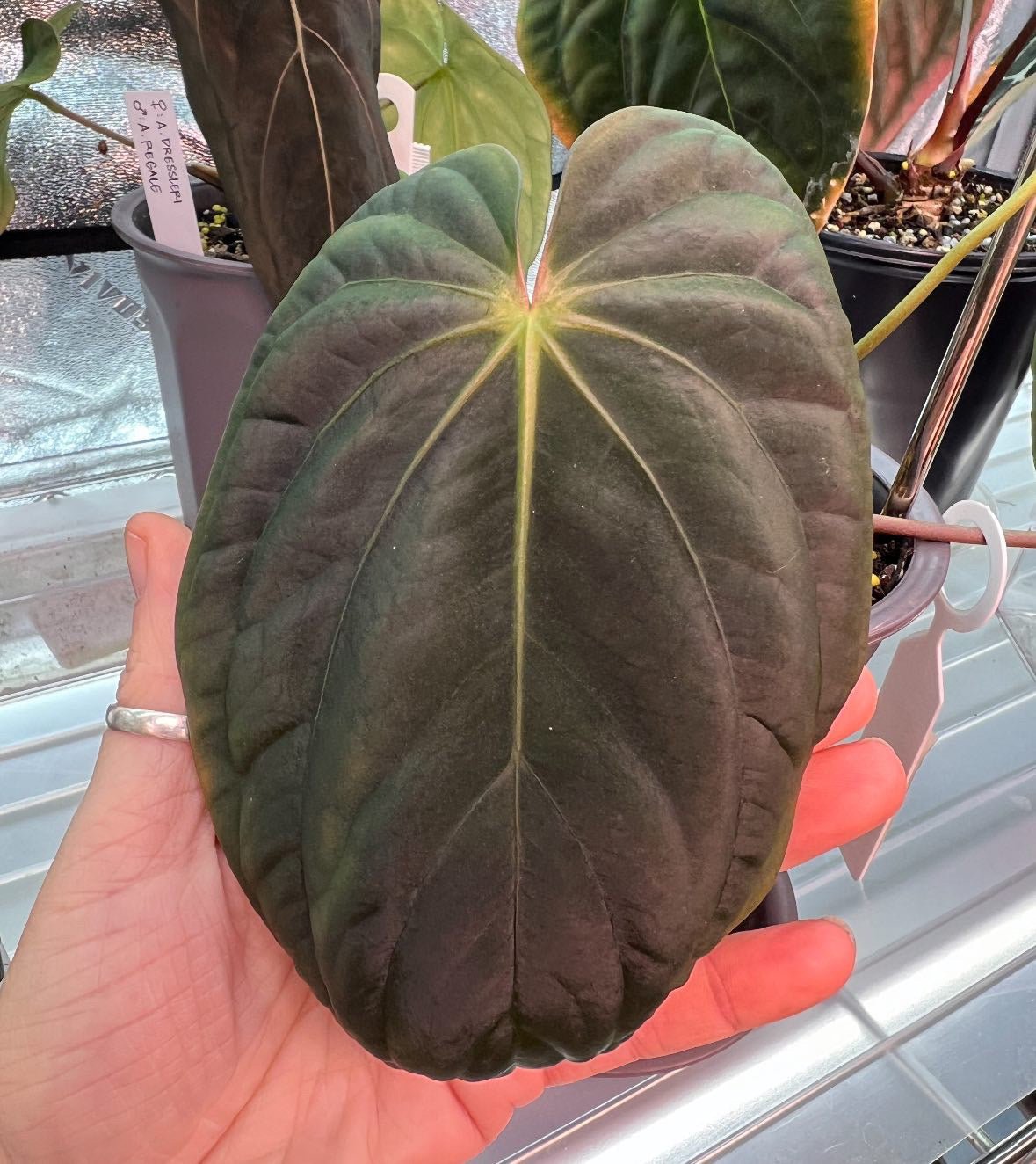 Anthurium Antolakii (BVEP) Round x Neon - SMUKHI