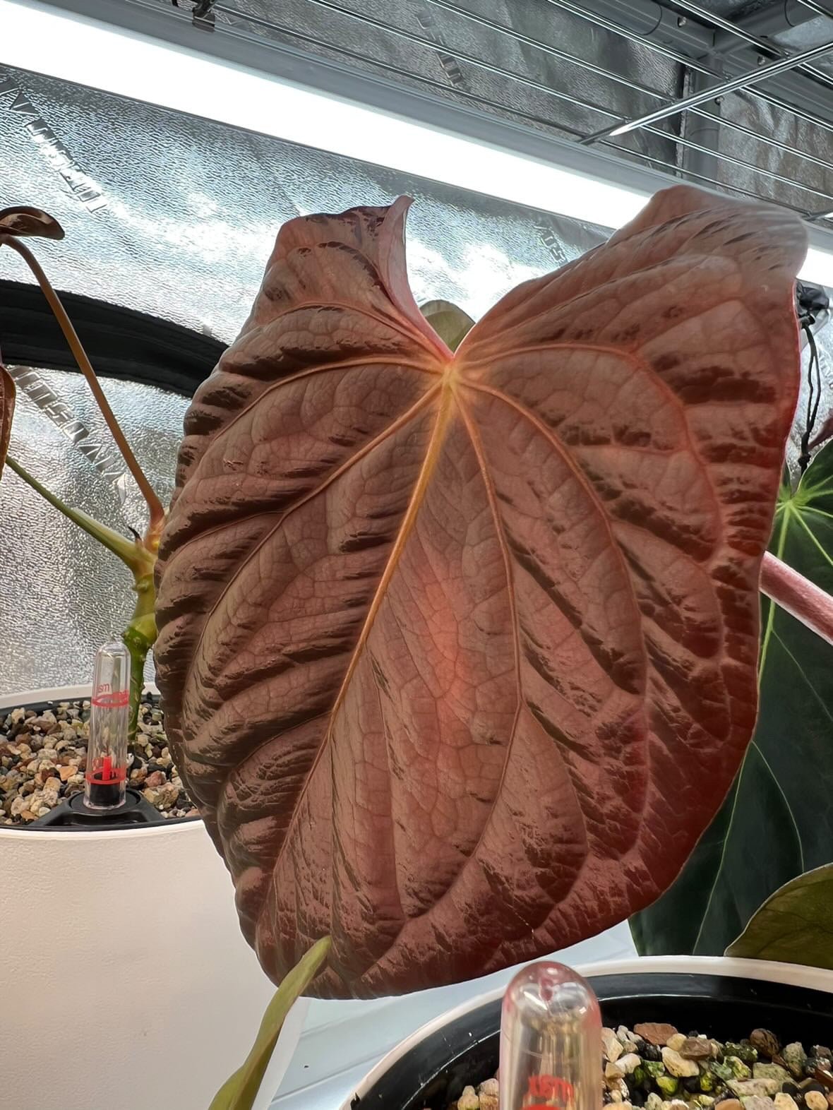 Anthurium Antolakii (BVEP) Round x Neon - SMUKHI