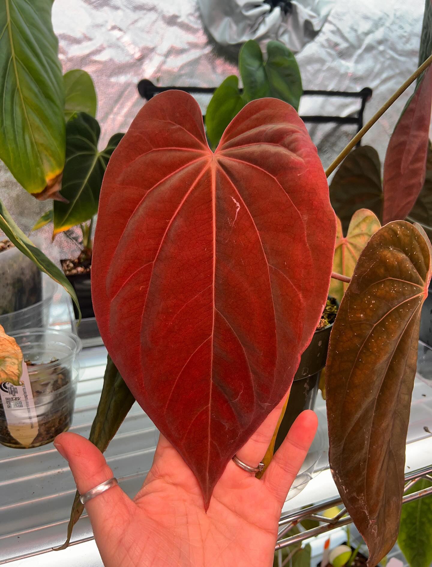 Anthurium Antolakii (BVEP) Round x Neon - SMUKHI