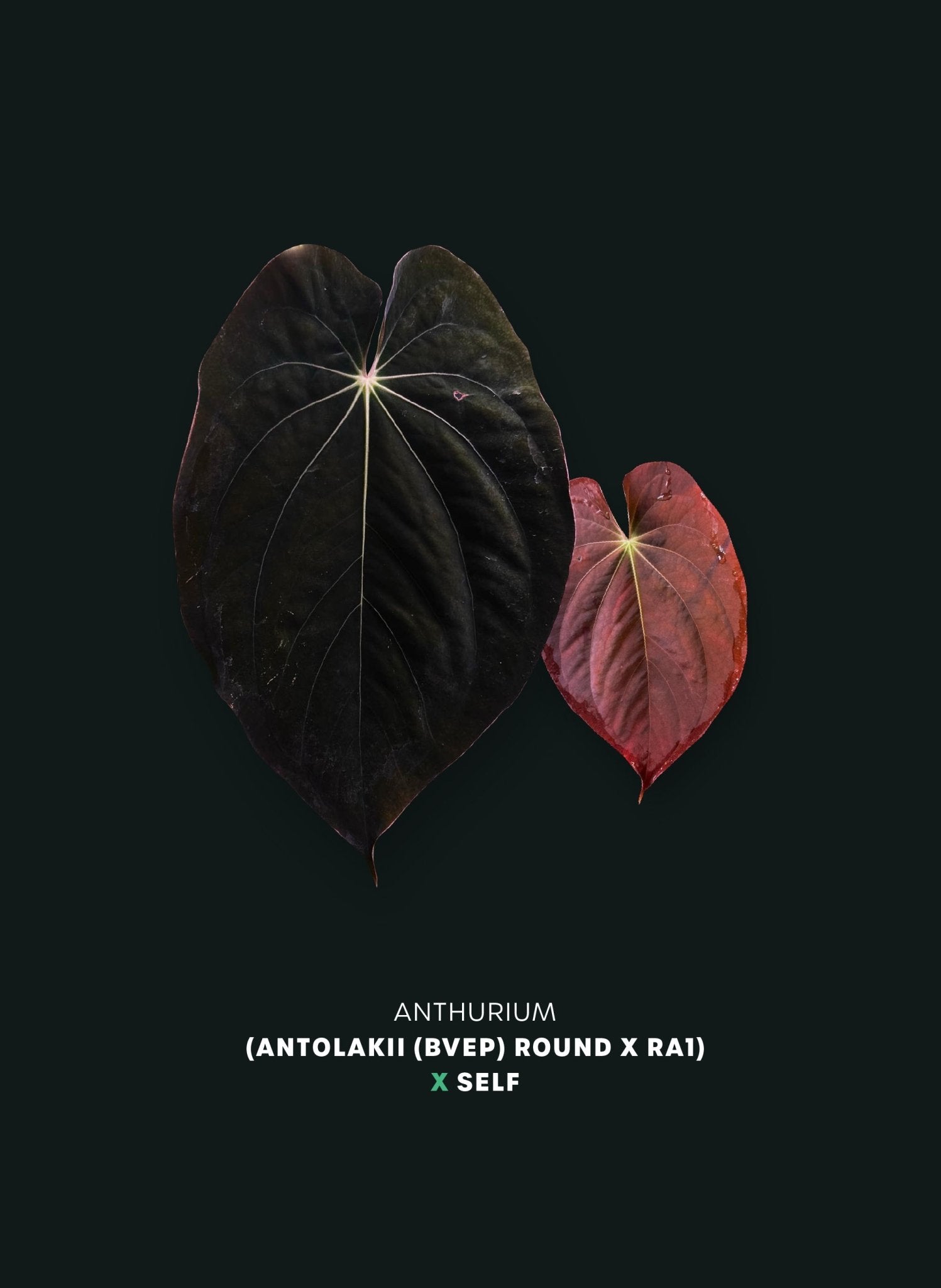 Anthurium (Antolakii (BVEP) Round x RA1) x self - SMUKHI