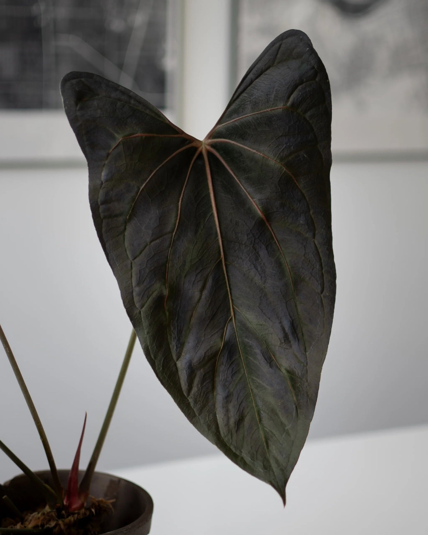 Anthurium (AOS DF Tezula x Papillilaminum A+) x FSxRL - SMUKHI