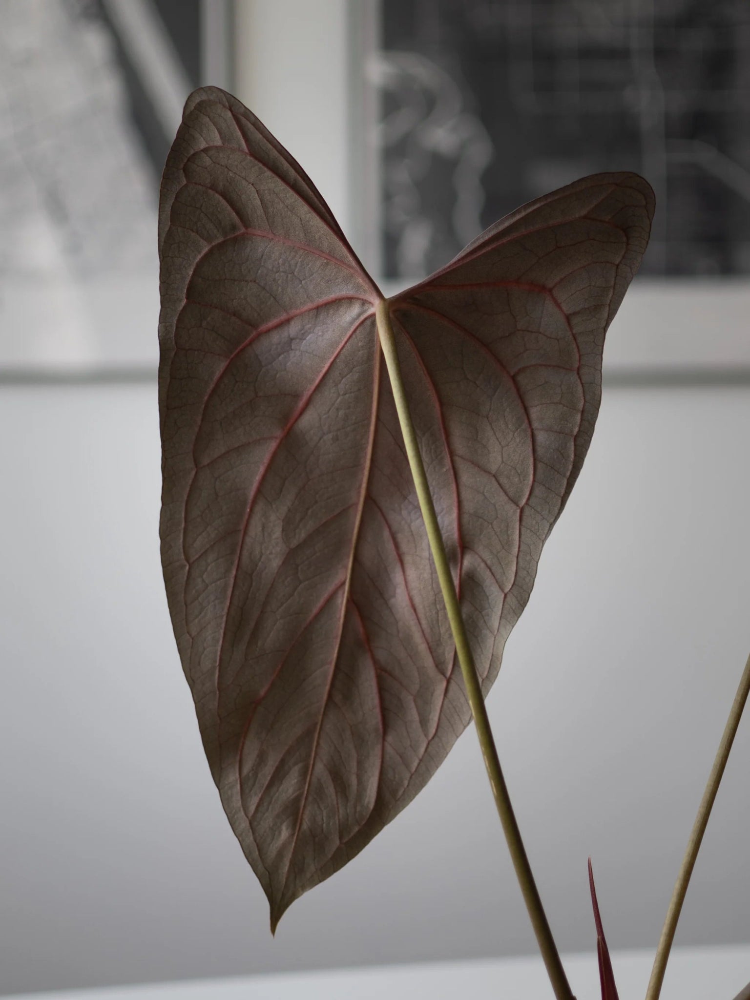 Anthurium (AOS DF Tezula x Papillilaminum A+) x FSxRL - SMUKHI