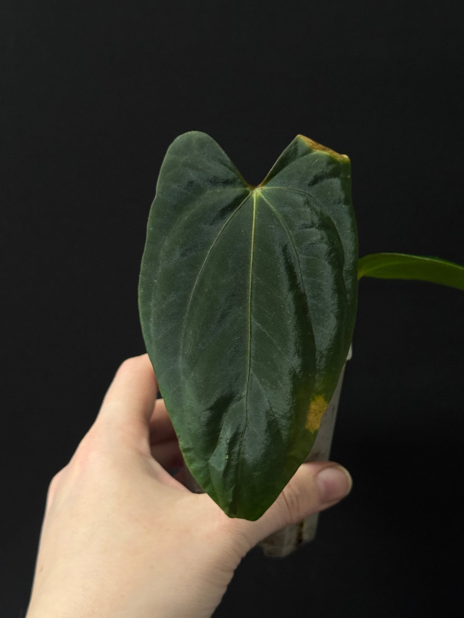 Anthurium B - Grade/Sad Plants - Various Plants - SMUKHI