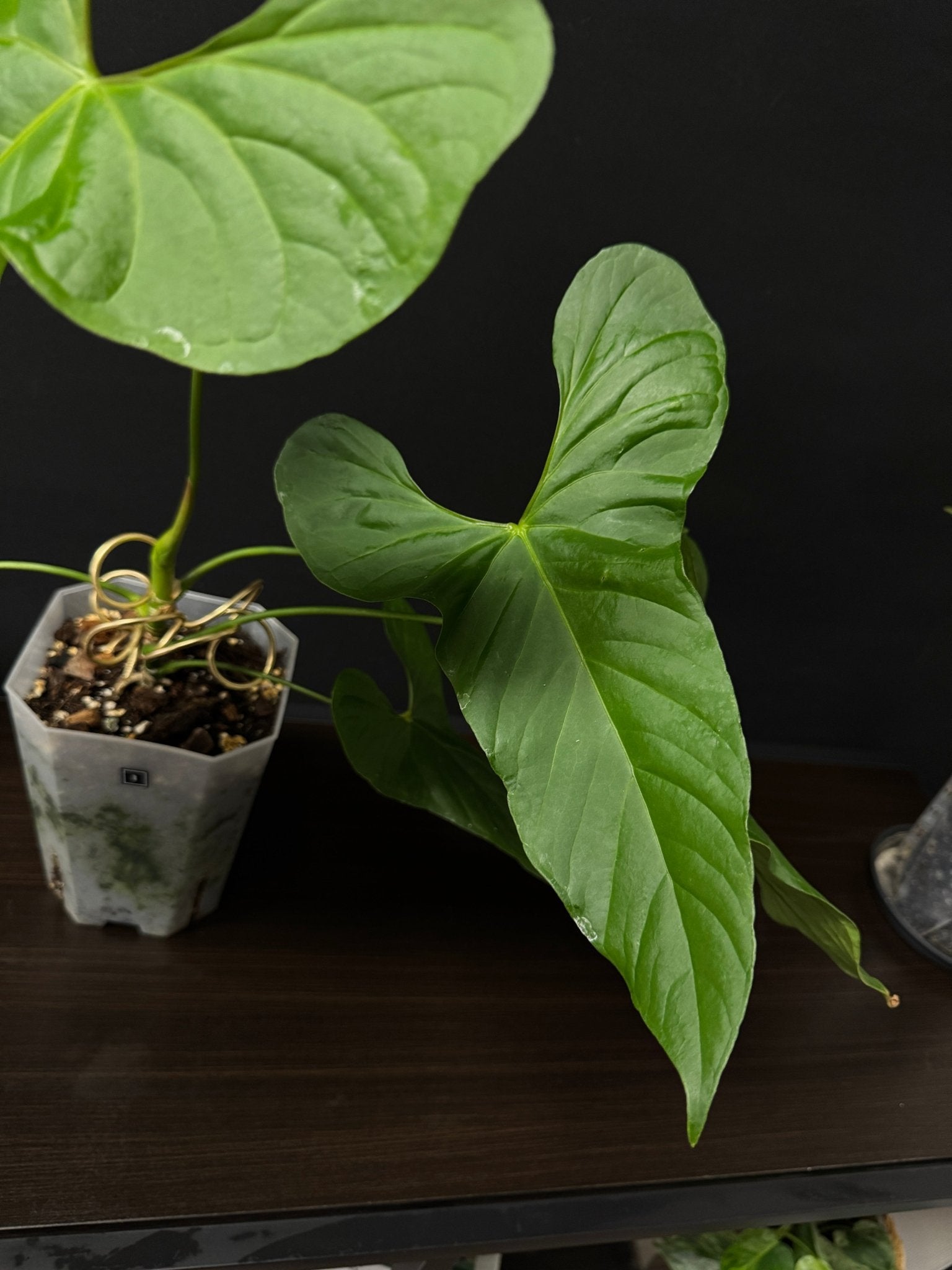 Anthurium Balaoanum x - SMUKHI