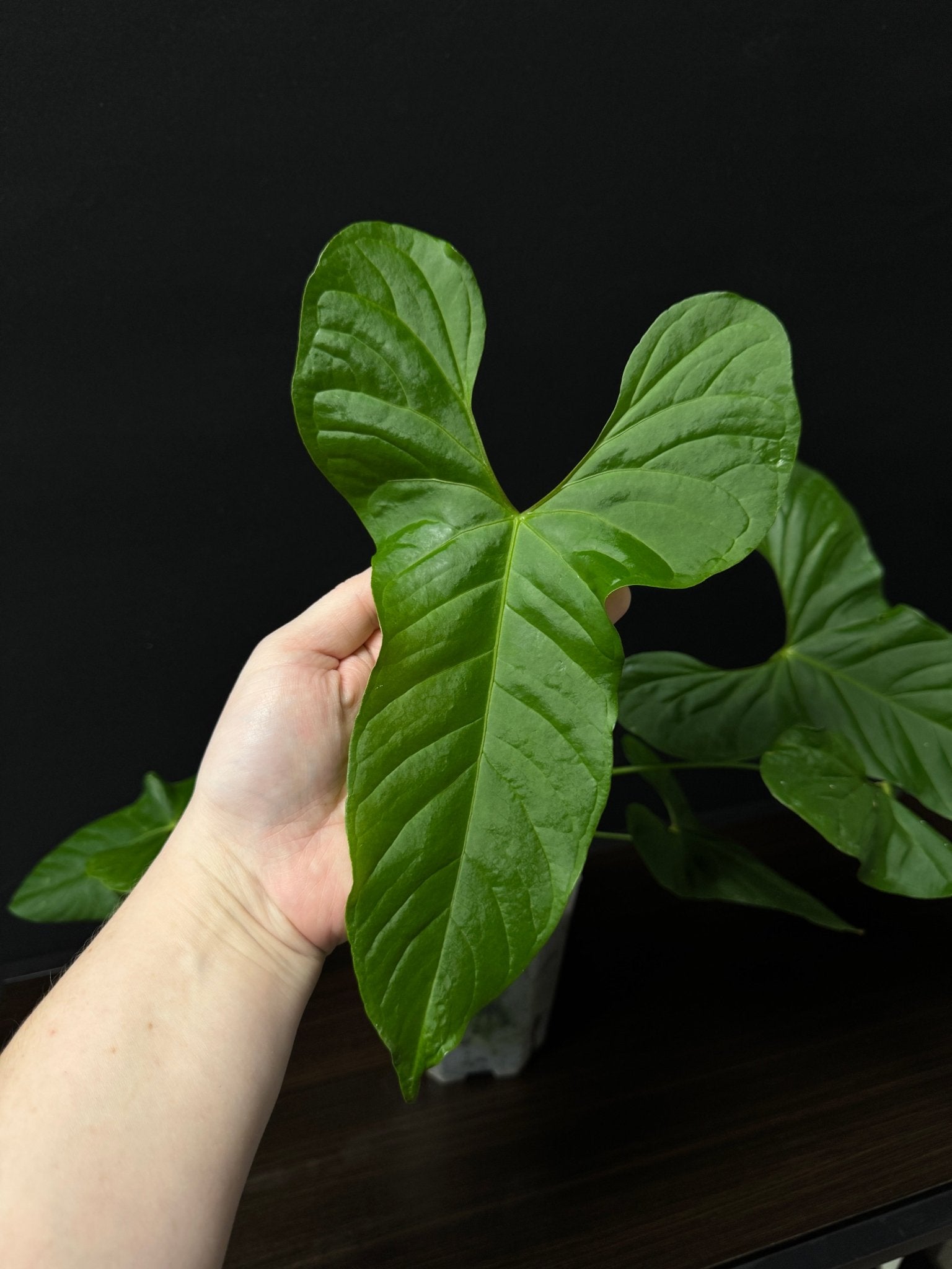 Anthurium Balaoanum x - SMUKHI