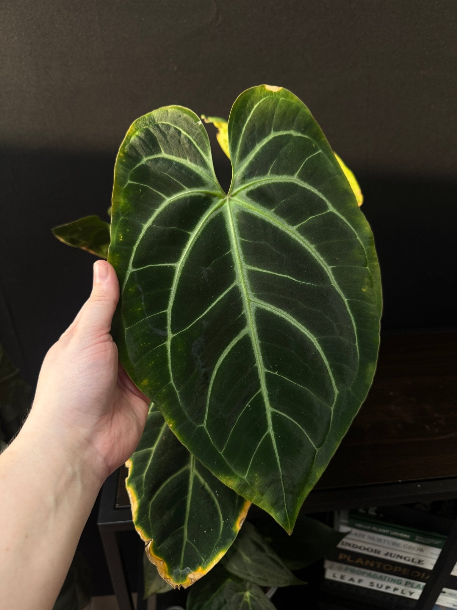 Anthurium Besseae aff [B - Grade] - SMUKHI