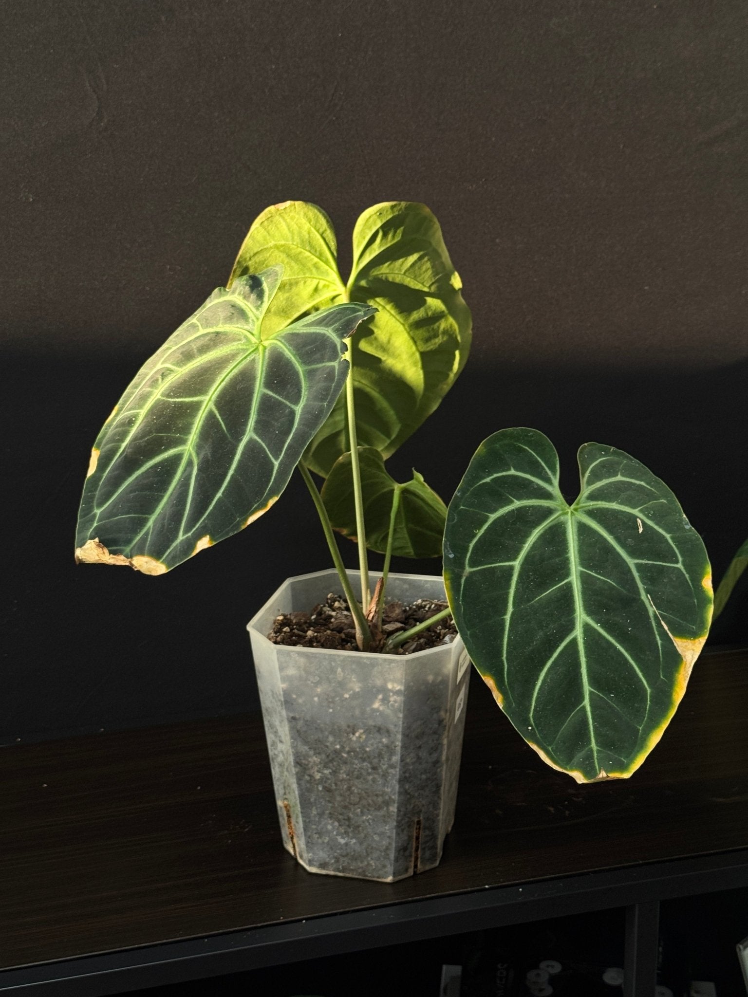 Anthurium Besseae aff [B - Grade] - SMUKHI