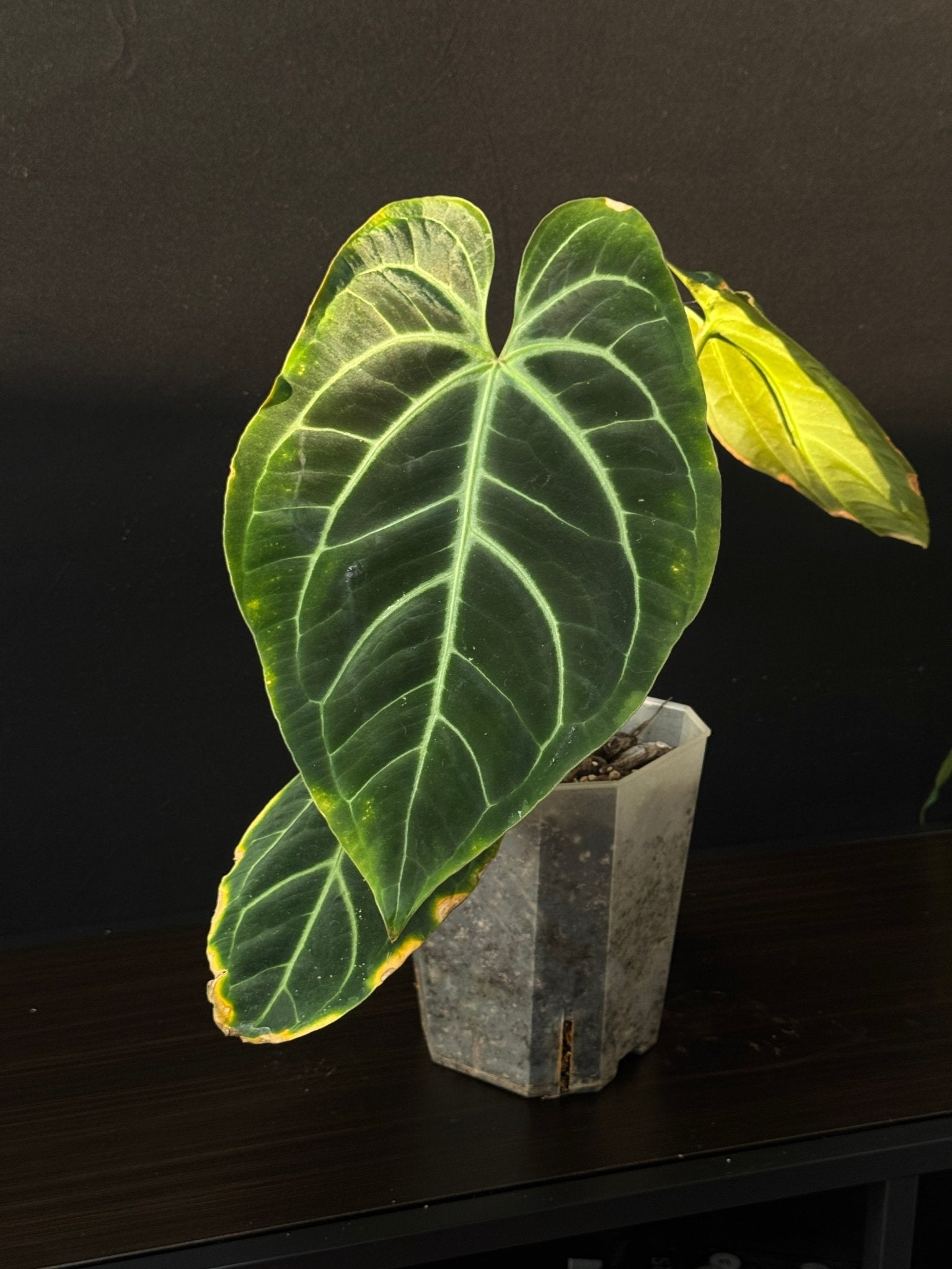 Anthurium Besseae aff [B - Grade] - SMUKHI