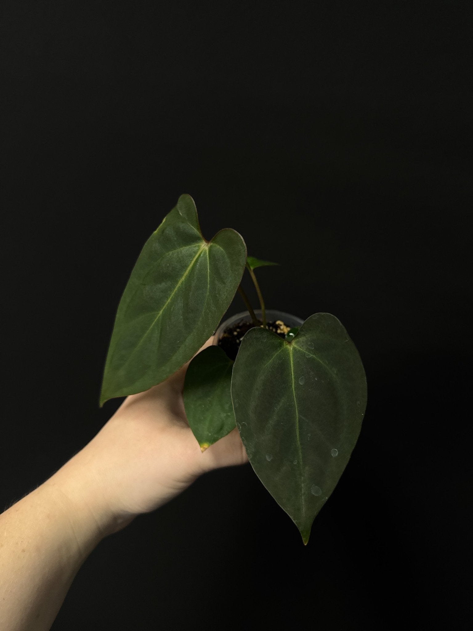 Anthurium Besseae aff Dark x Indo Portillae - SMUKHI